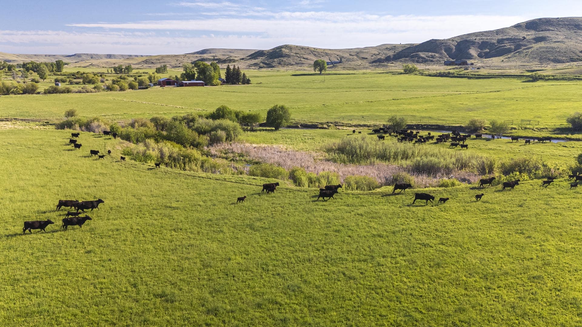 moving cows montana j lazy j ranch