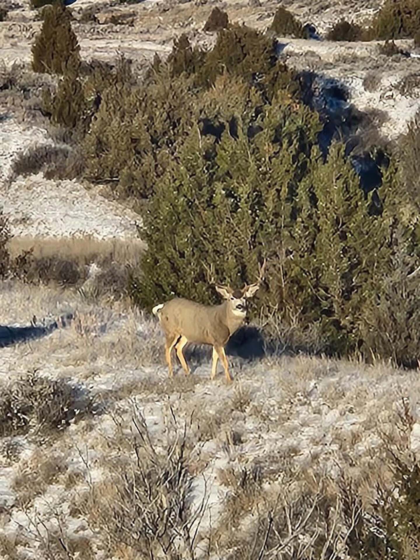 mule deer buck montana yellowstone trail river ranch