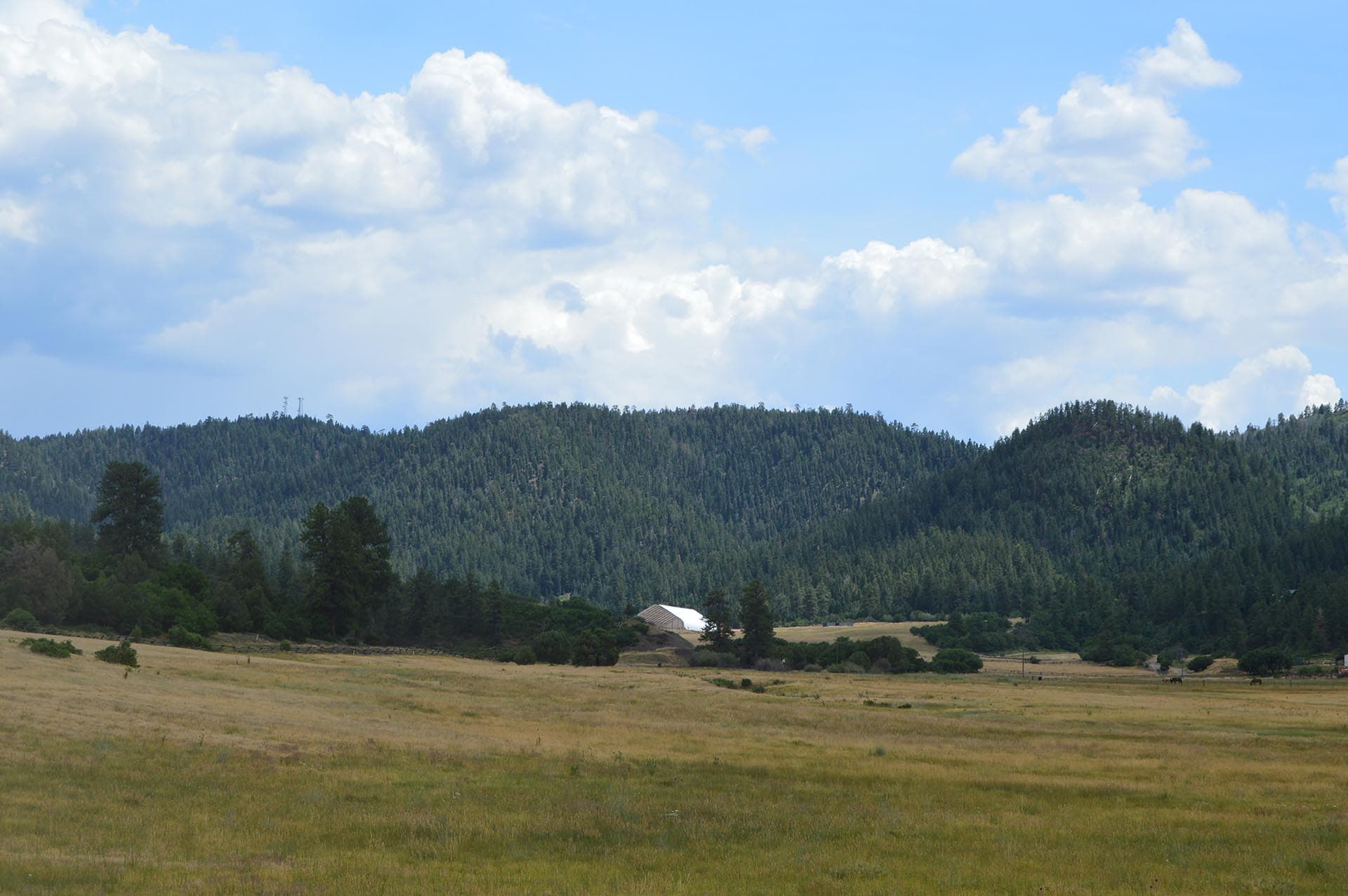 Open field with golden grass in the foreground, a forested hillside in the midground, and a blue sky filled with white clouds in the background