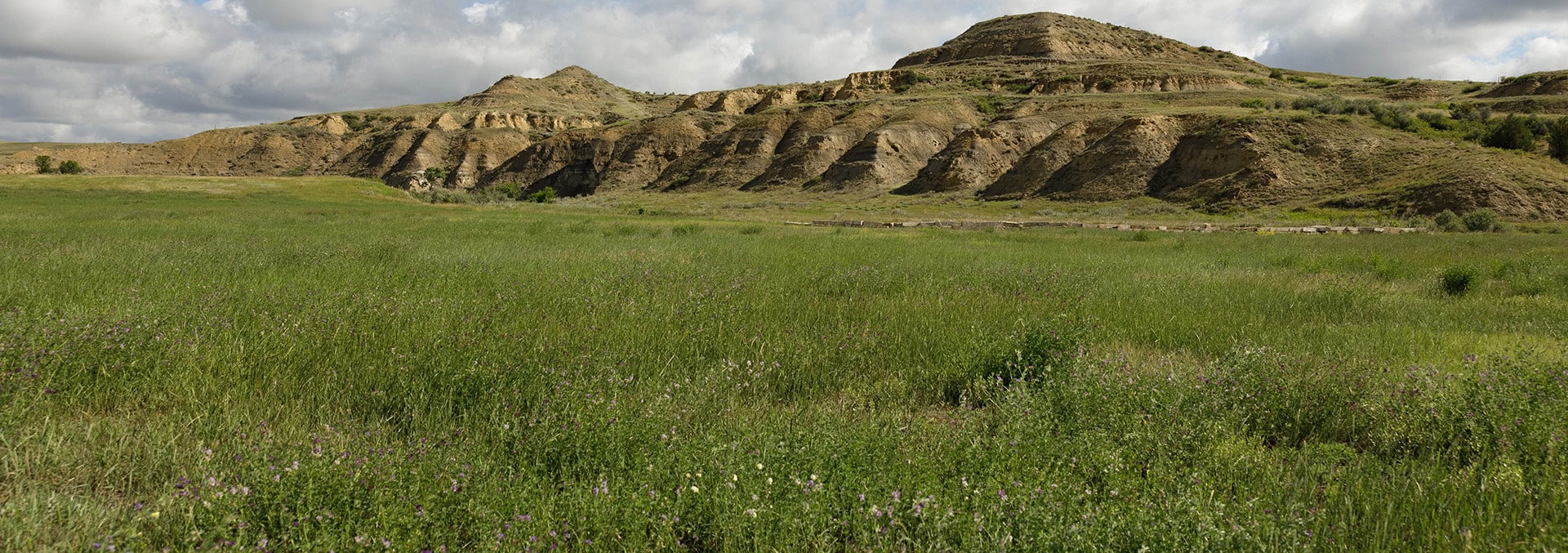 Wide grassy field with purple wildflowers and layered brown hills under a cloudy sky, in an expansive landscape.