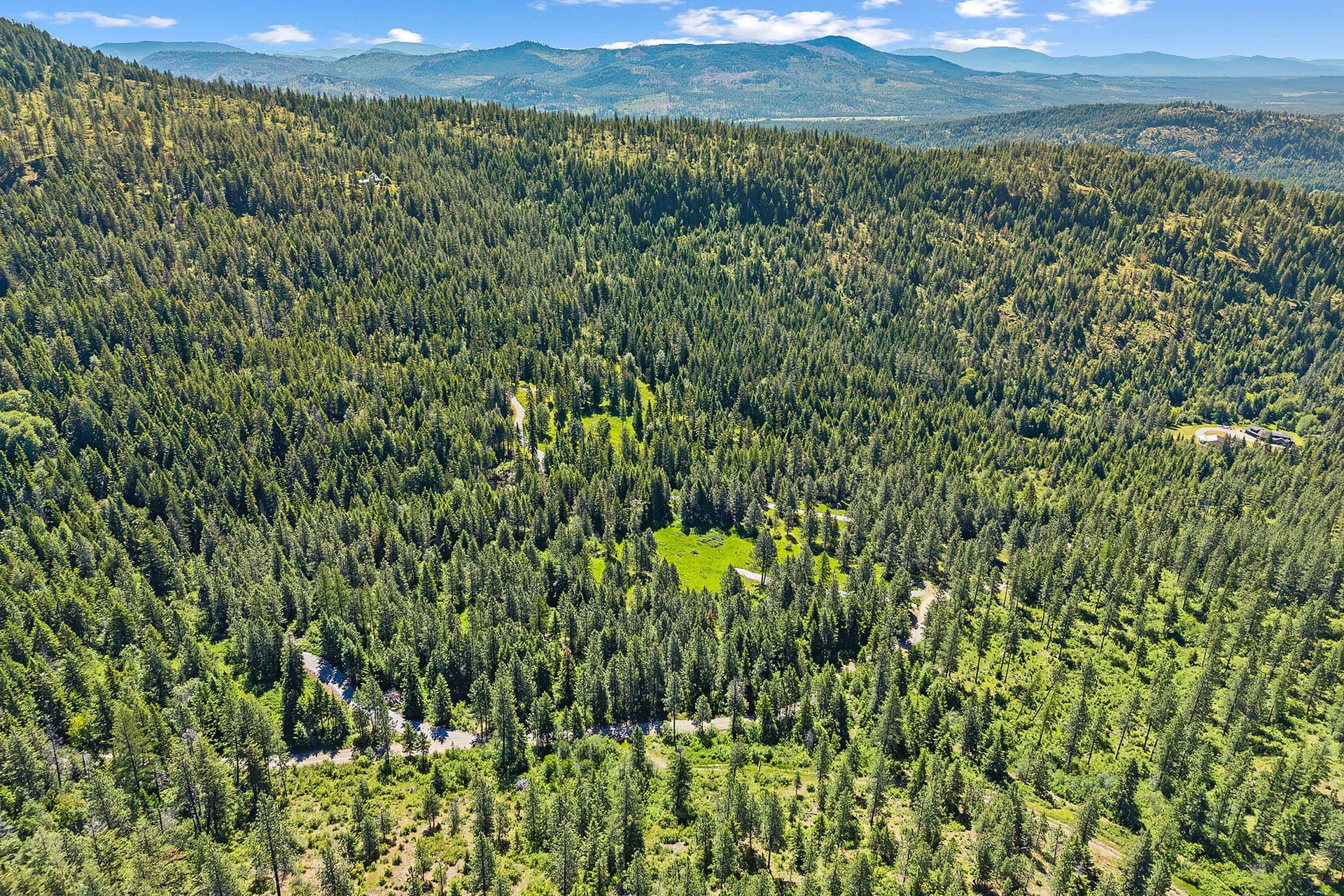 Aerial view of a dense evergreen forest on rolling hills under a blue sky with distant mountains on the horizon.