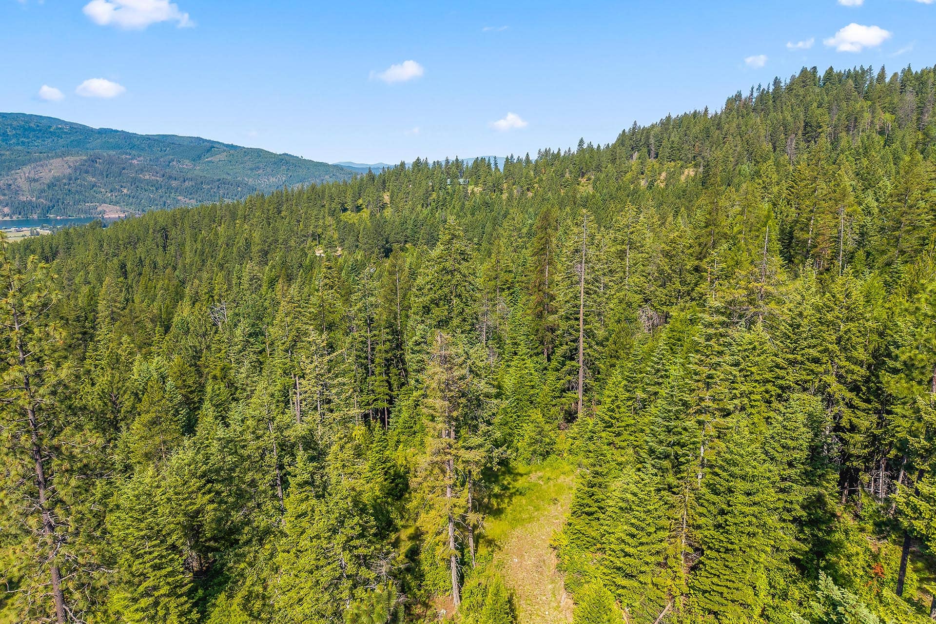 Aerial view of a dense conifer forest covering rolling hills beneath a clear blue sky with a distant lake visible to the left.