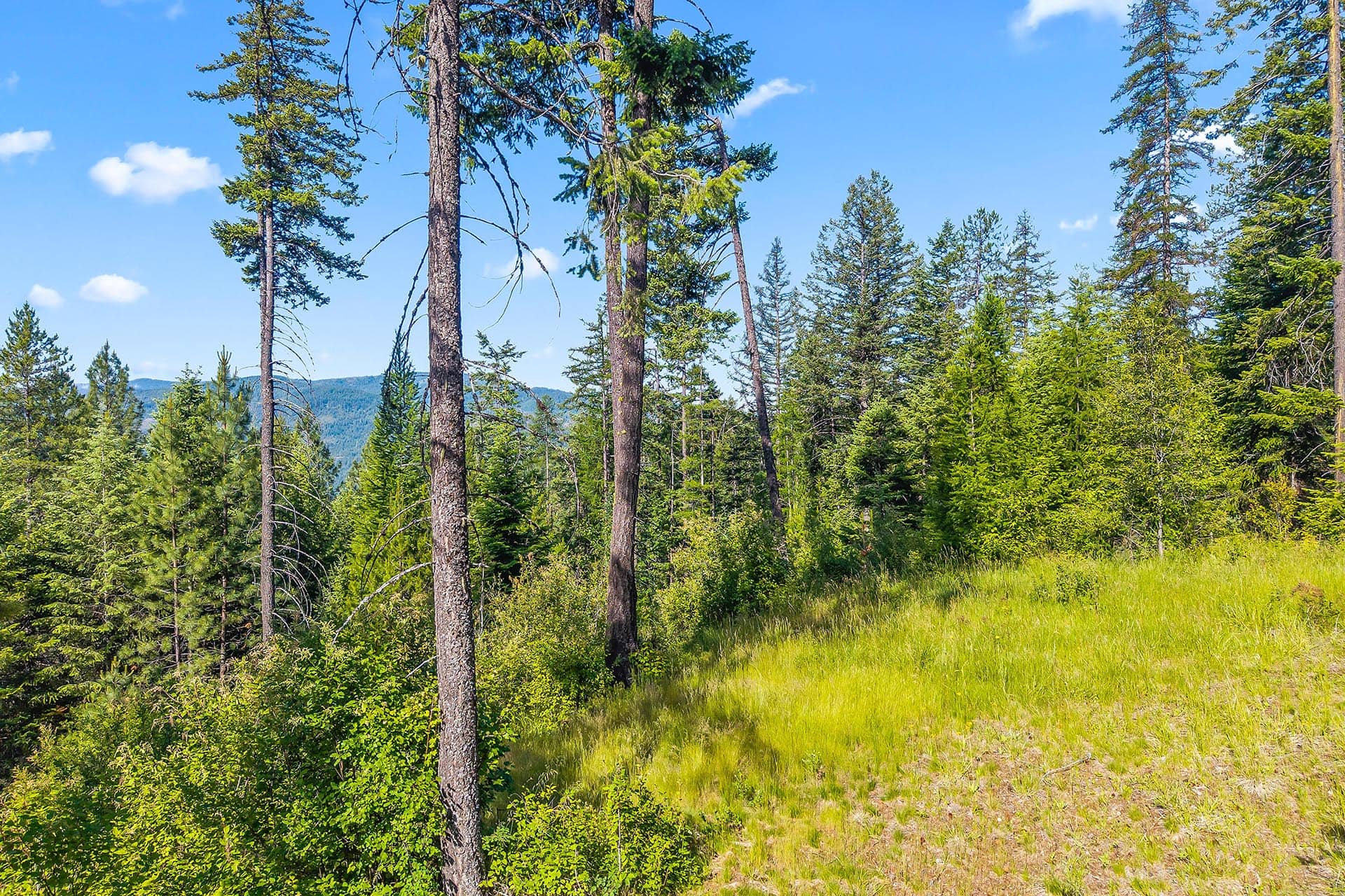 Sunlit evergreen forest with a grassy clearing and a blue sky.