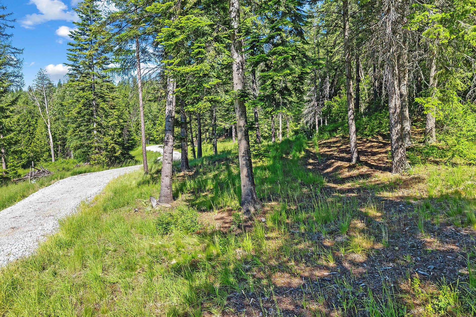 Forest scene with a gravel trail winding through tall evergreen trees under a blue sky.