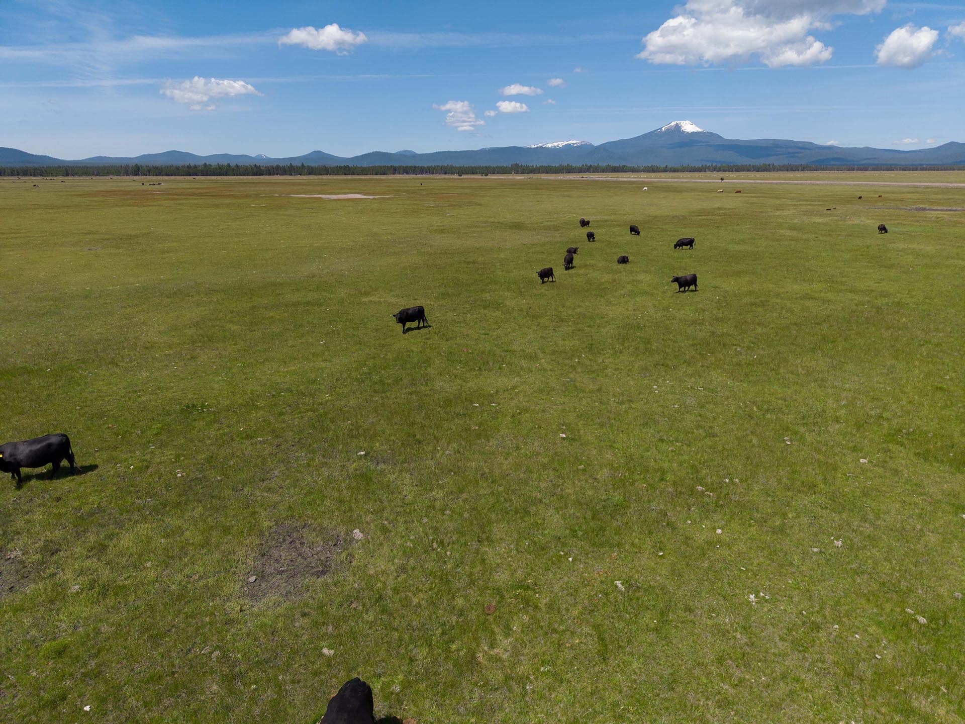 open field cattle oregon bar y ranch pivots