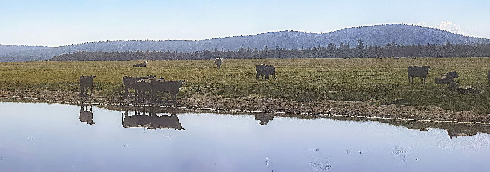 Cows grazing beside a calm pond, with a distant tree line and blue mountains under a clear sky, reflected in the water.