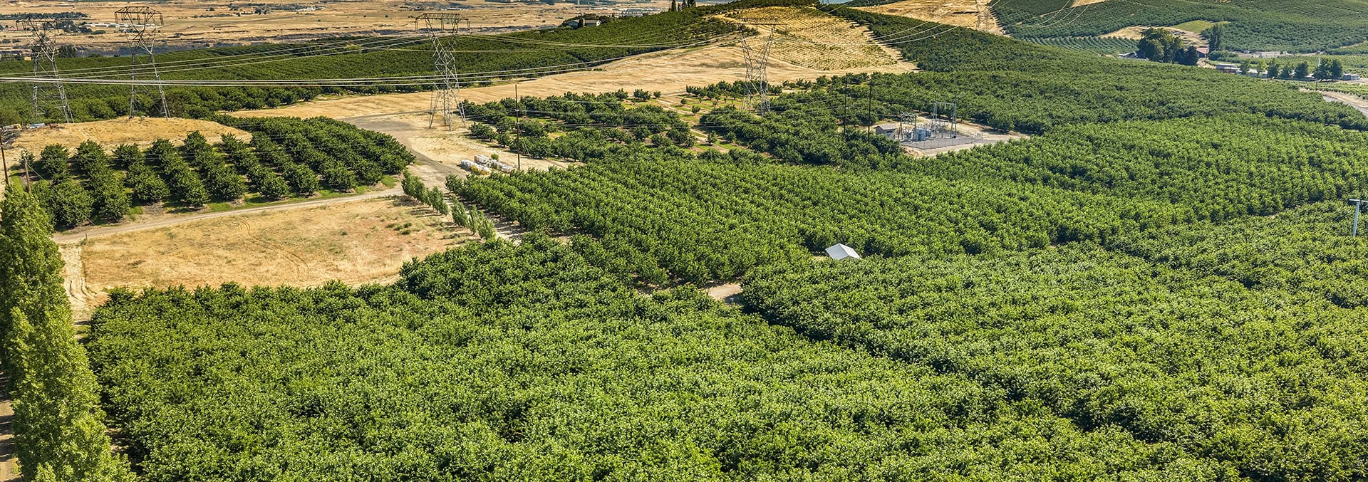 Aerial view of a large orchard with neat rows of green trees, intersected by power lines and towers across the field.
