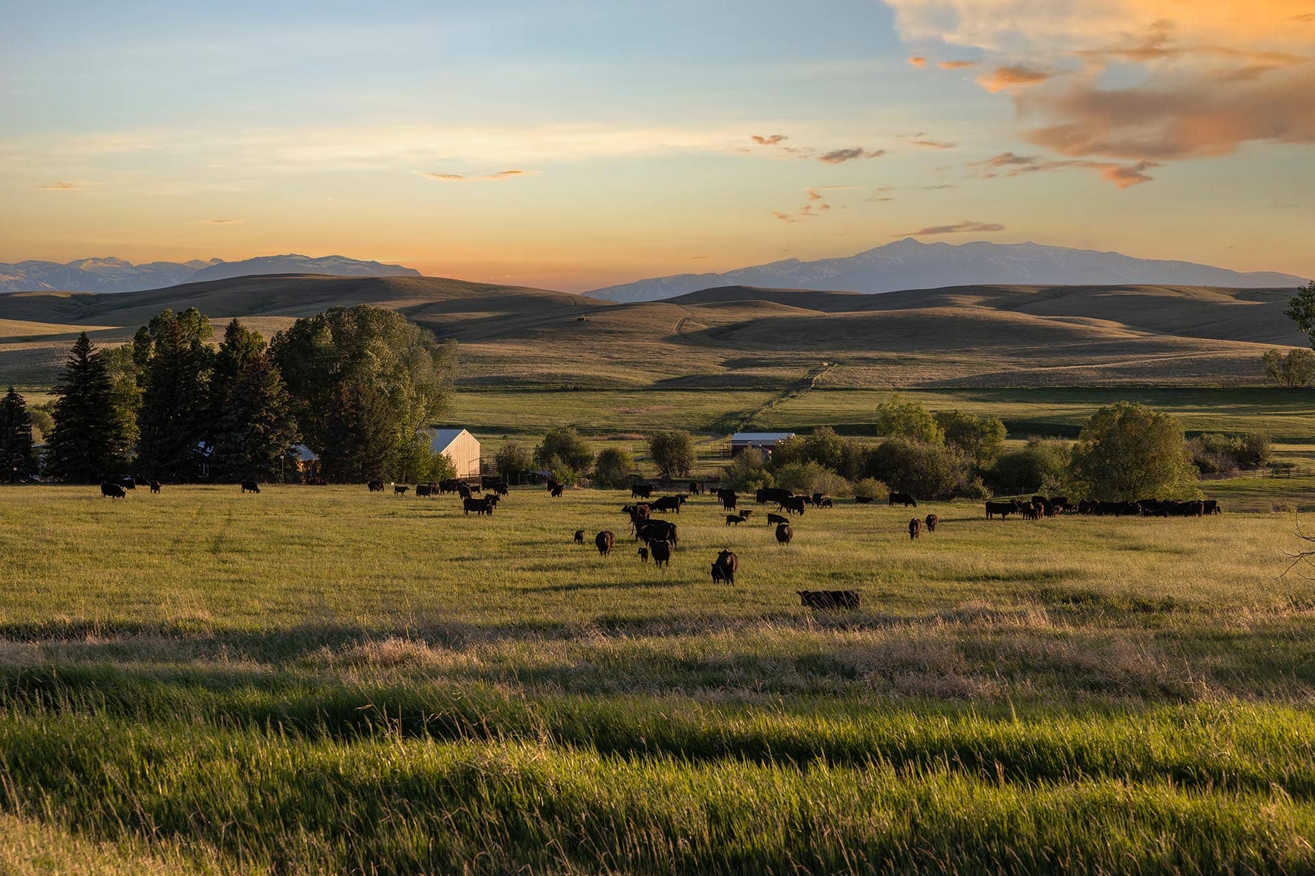 Cows grazing in a wide grassy field at sunset with rolling hills and distant mountains on the horizon.