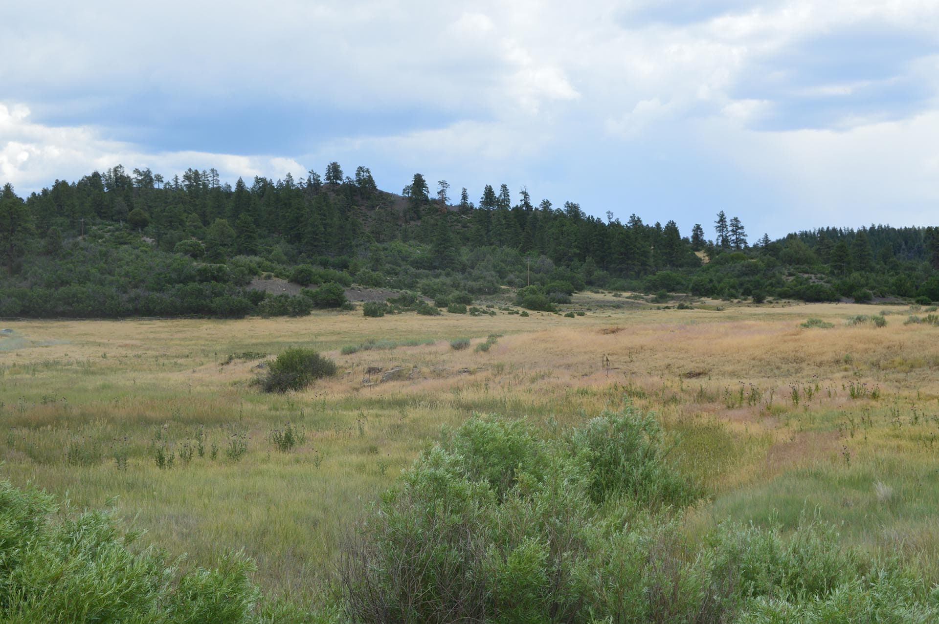 Open grass field with shrubs in the foreground and a tree-covered hill under a cloudy sky.