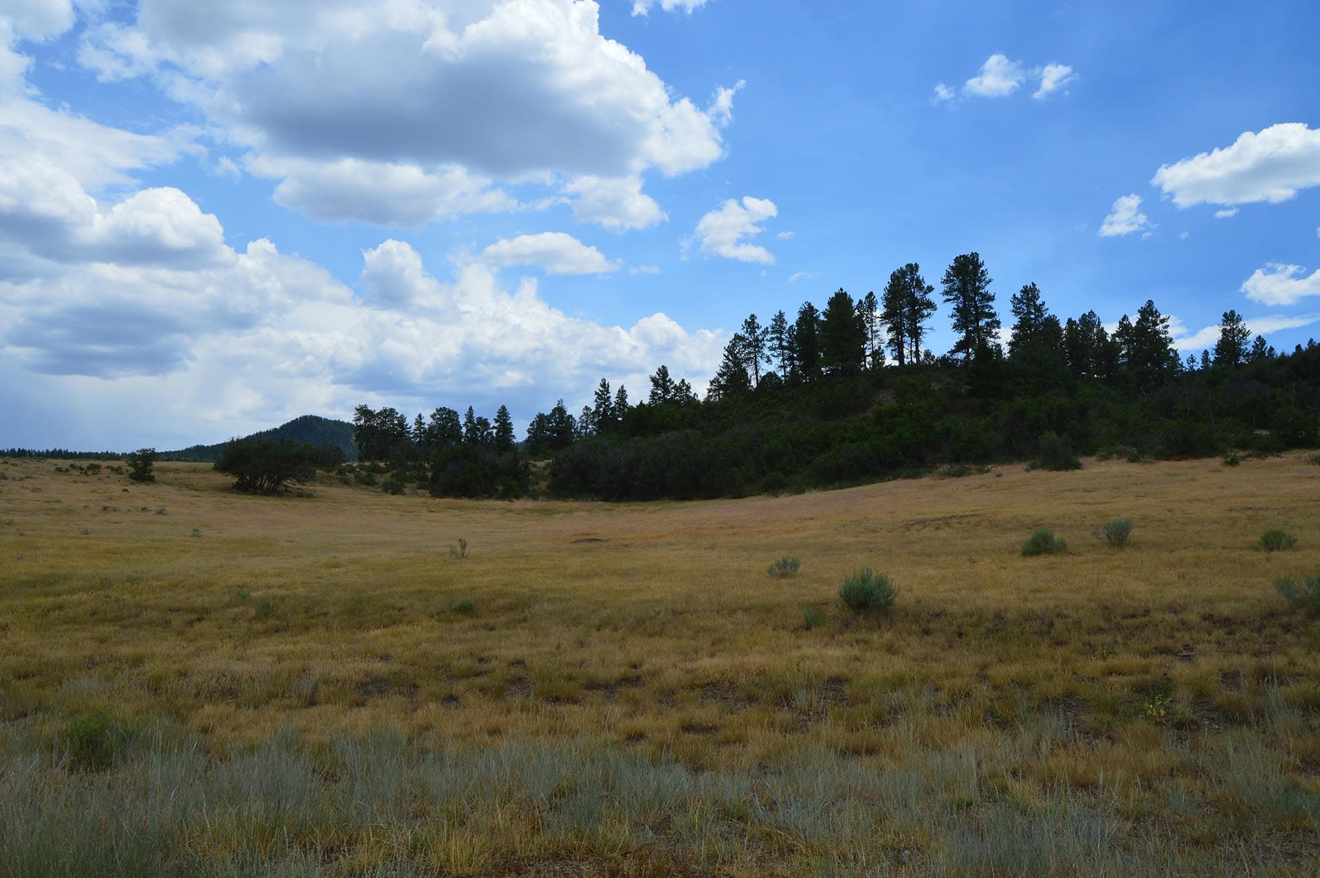 pagosa springs acreage for sale colorado san juan vista ranch