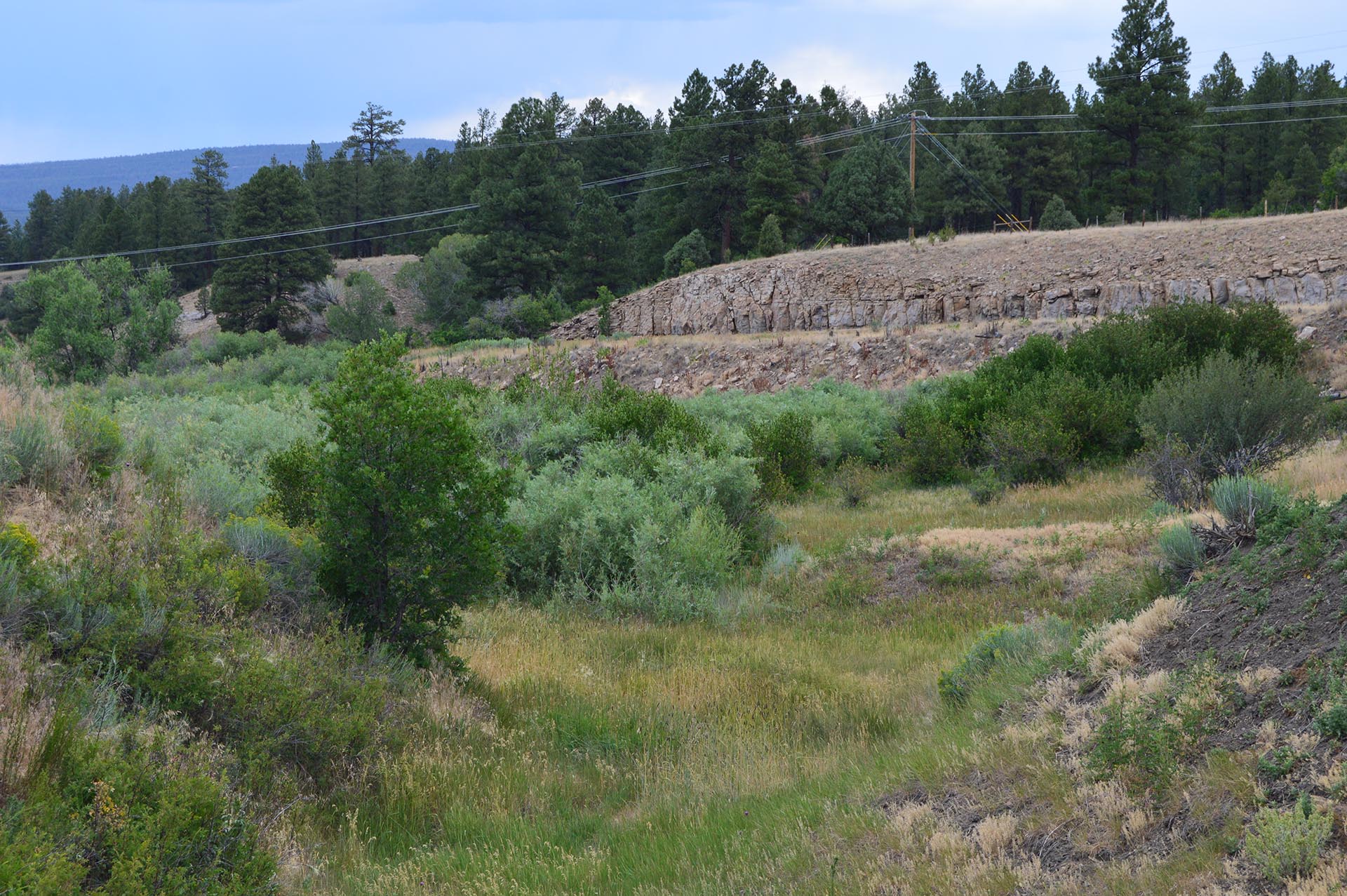 Rural hillside with dry grass and shrubs, a rocky ledge, and a line of evergreen trees; power lines cross the scene across the landscape.