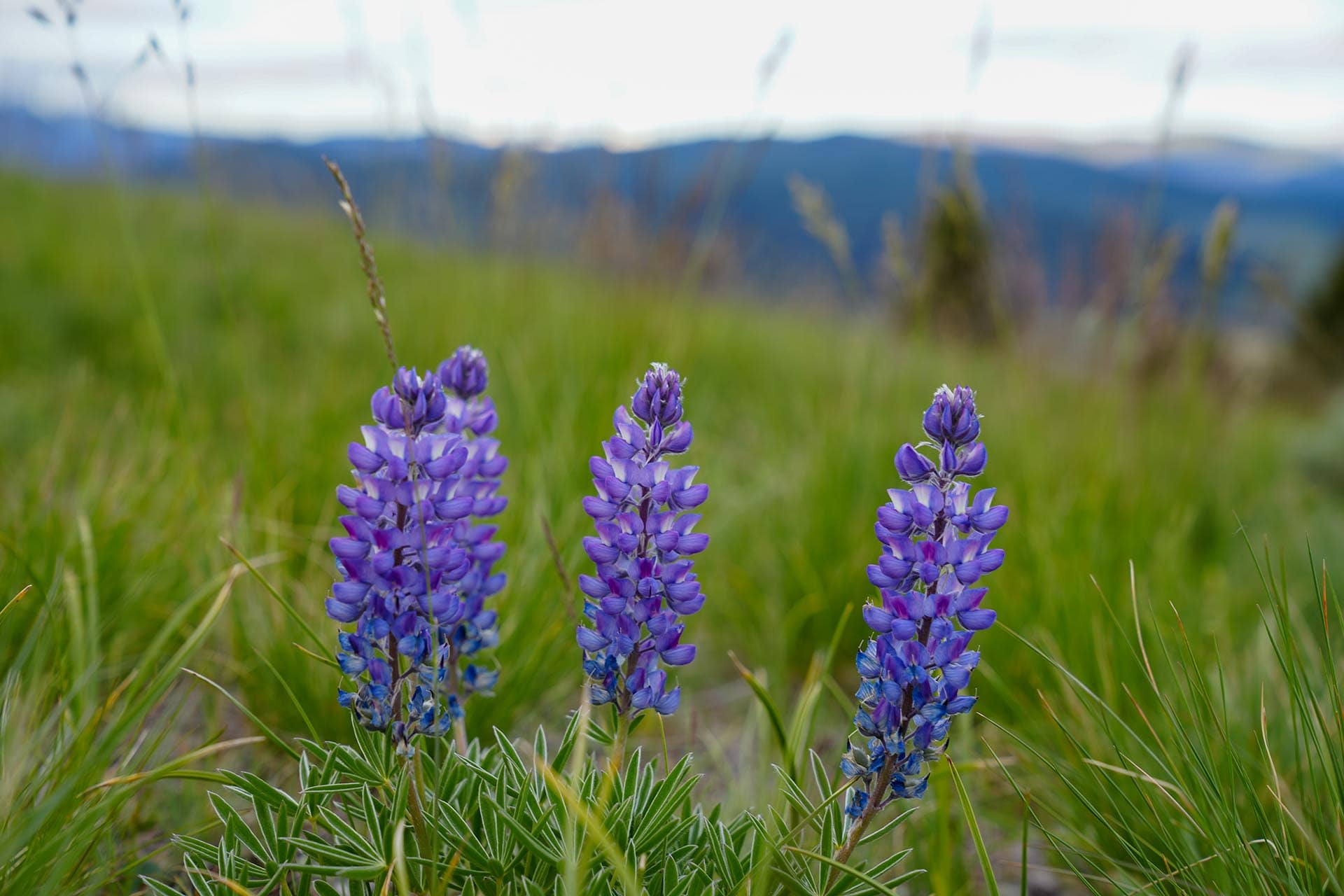 pasqueflower montana running j ranch