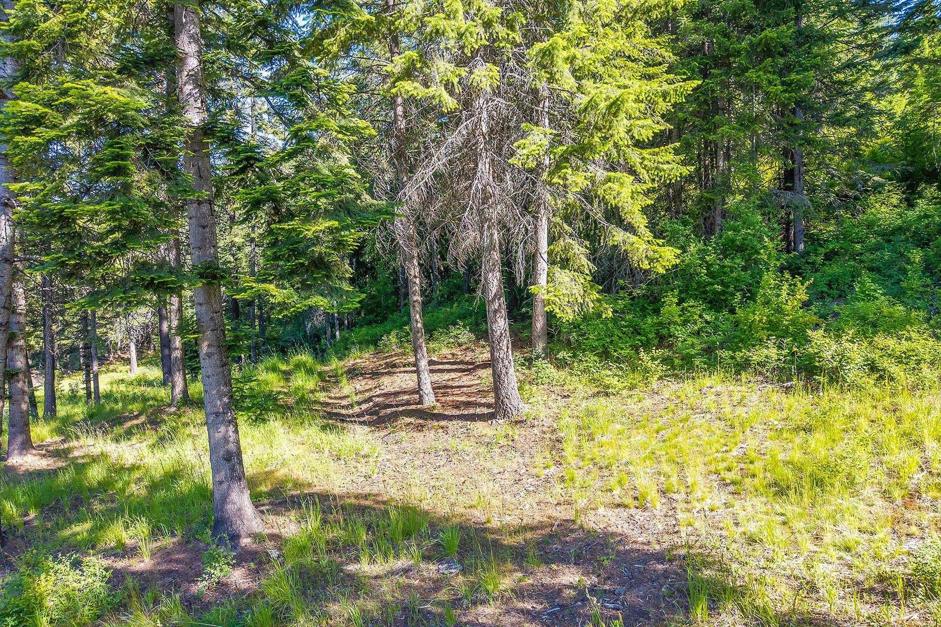 Sunlit forest path with evergreen trees and grassy undergrowth nearby