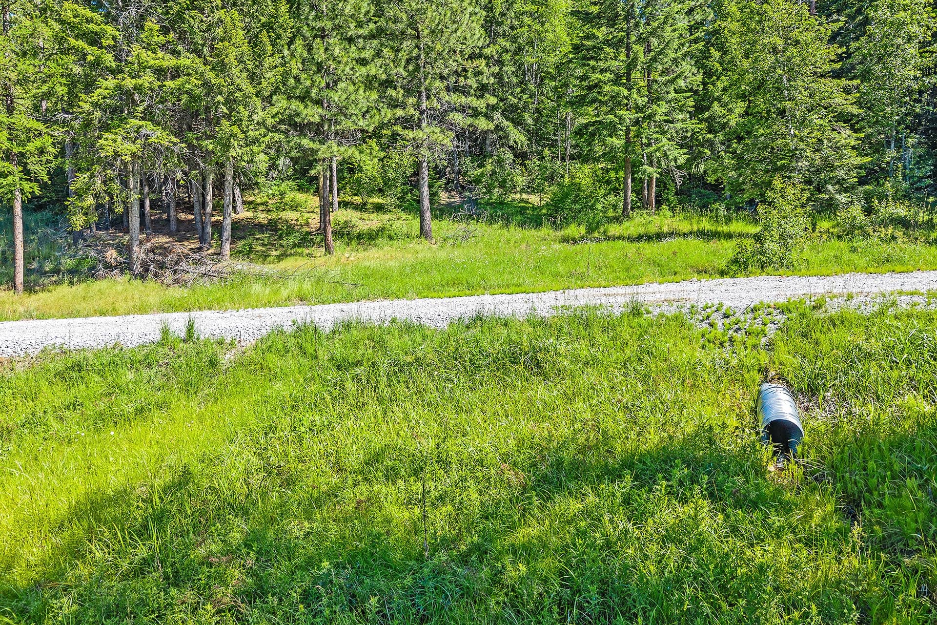 Grassy roadside beside a gravel road with dense evergreen trees in the background; a large metal pipe lies in the foreground right.