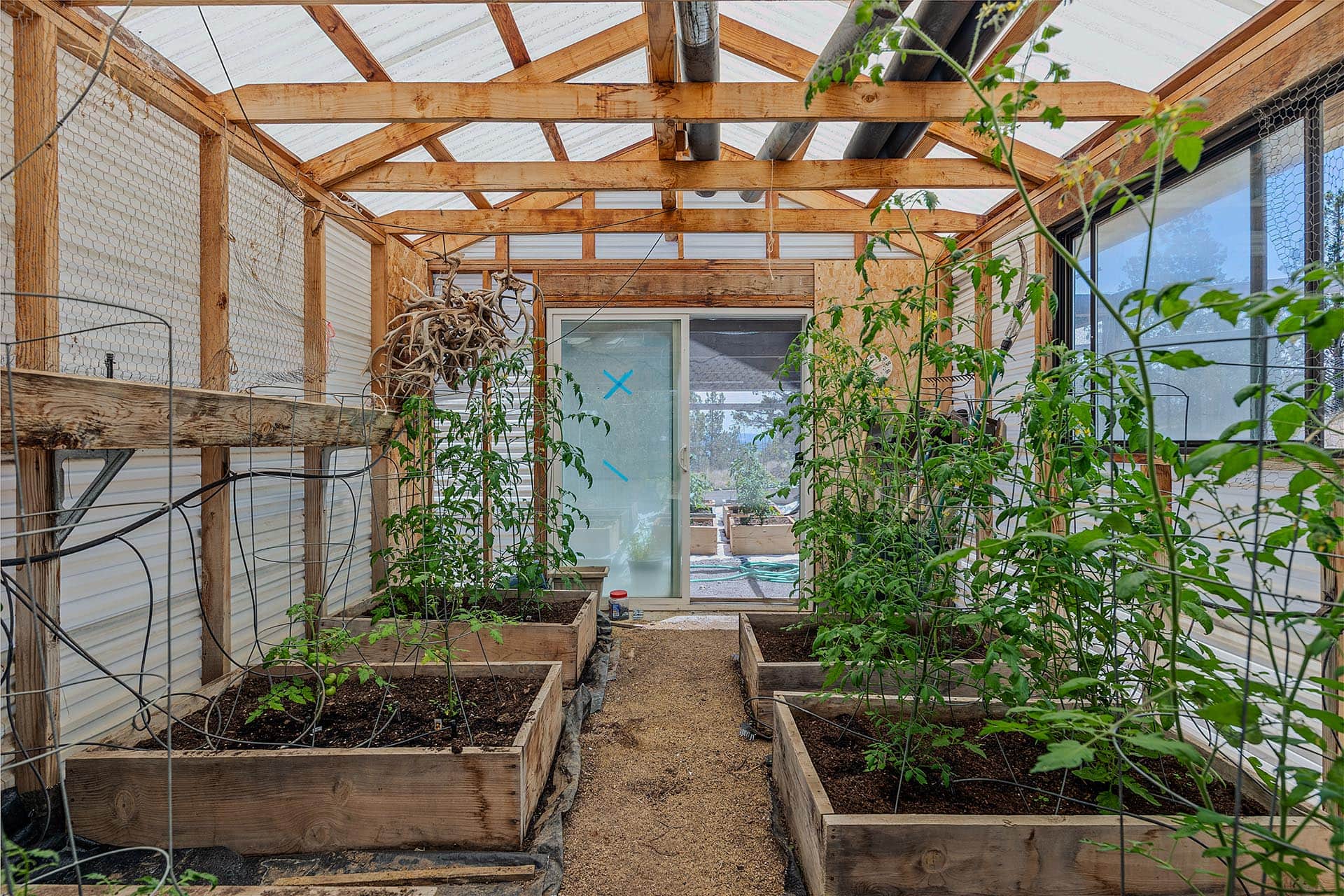 Wood-framed greenhouse with raised tomato beds, climbing green plants, and a glass door at the far end; chicken-wire fencing along the sides.