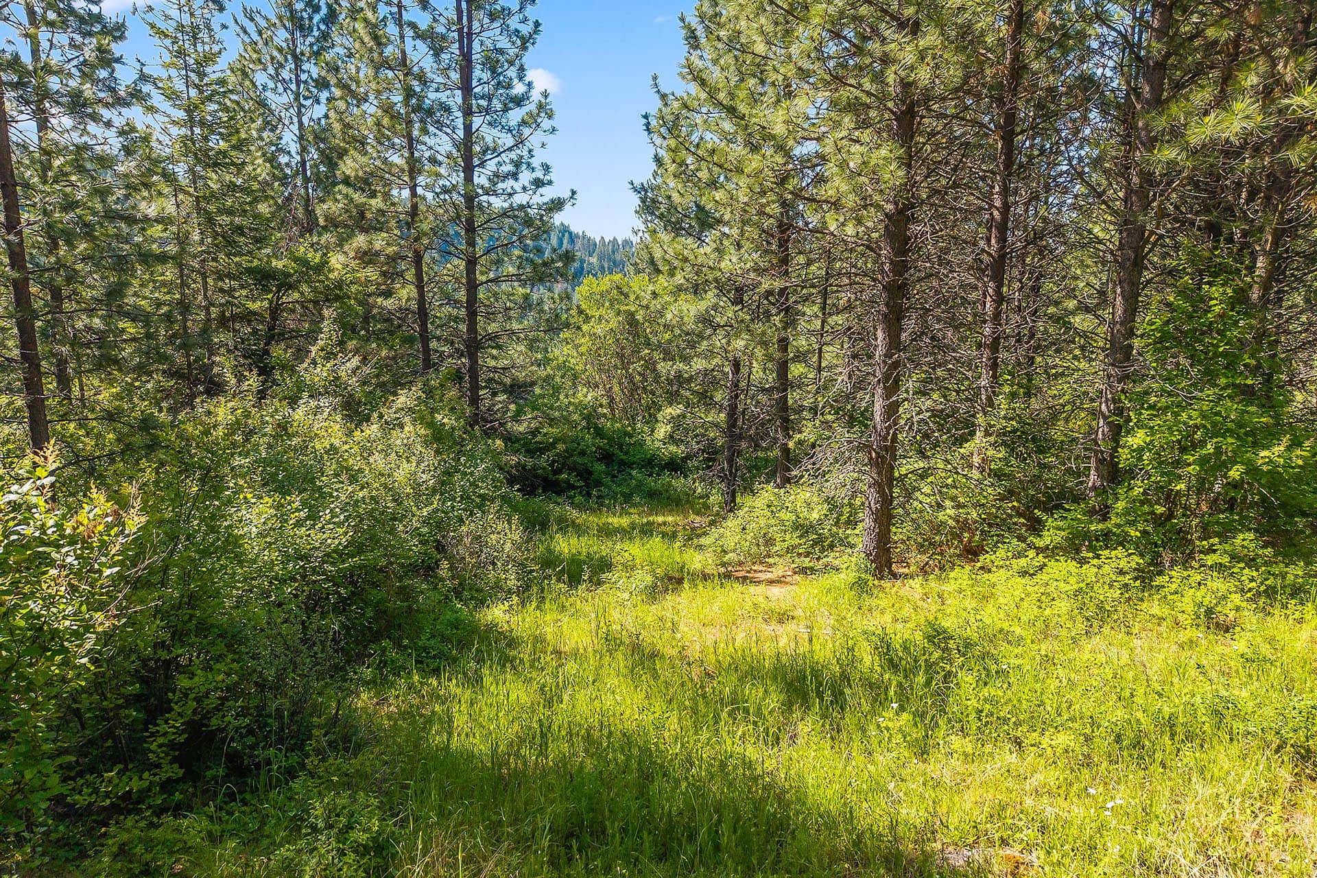 Sunlit pine forest with a grassy path winding through trees.