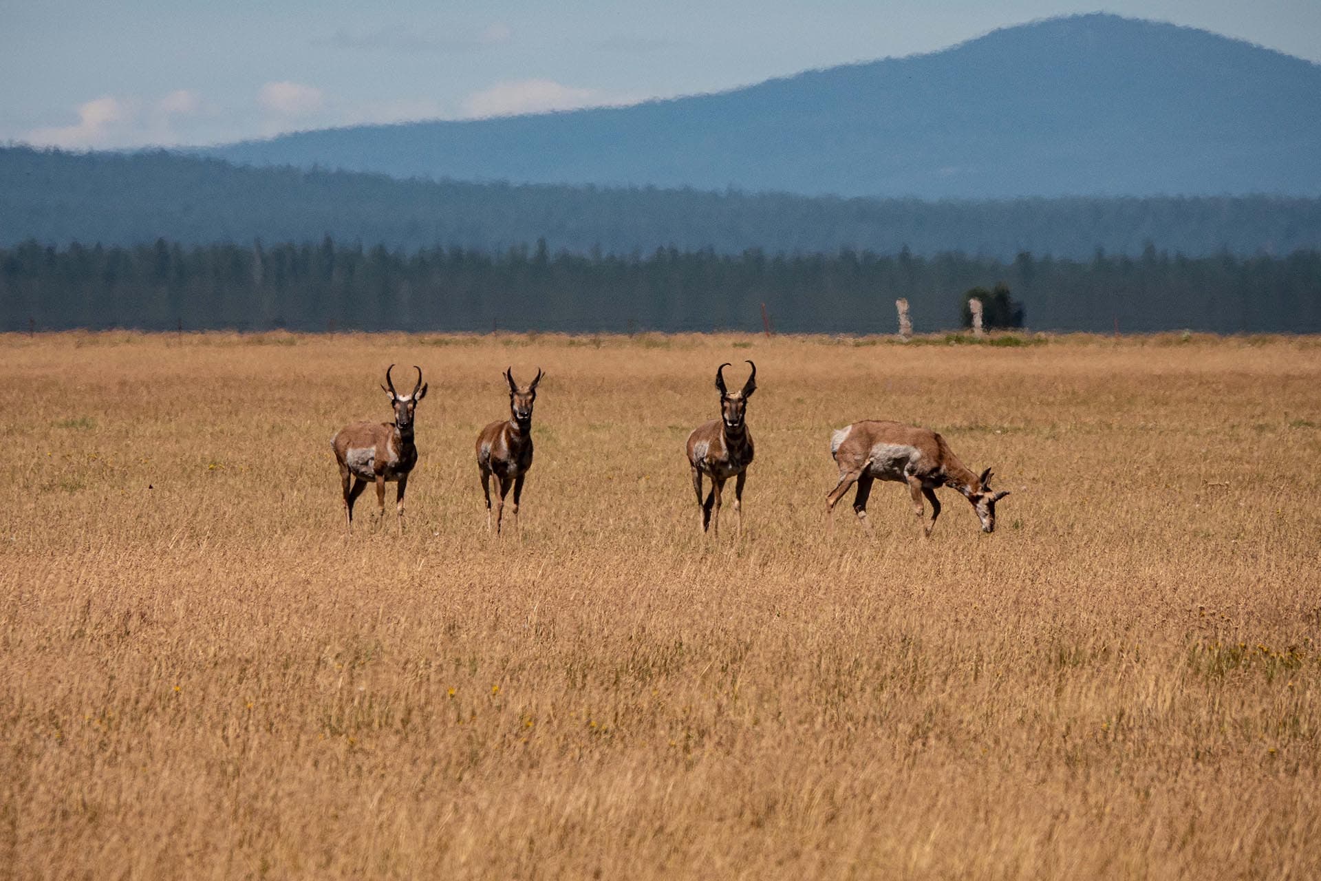 pronghorn antelope bar y ranch & pivots