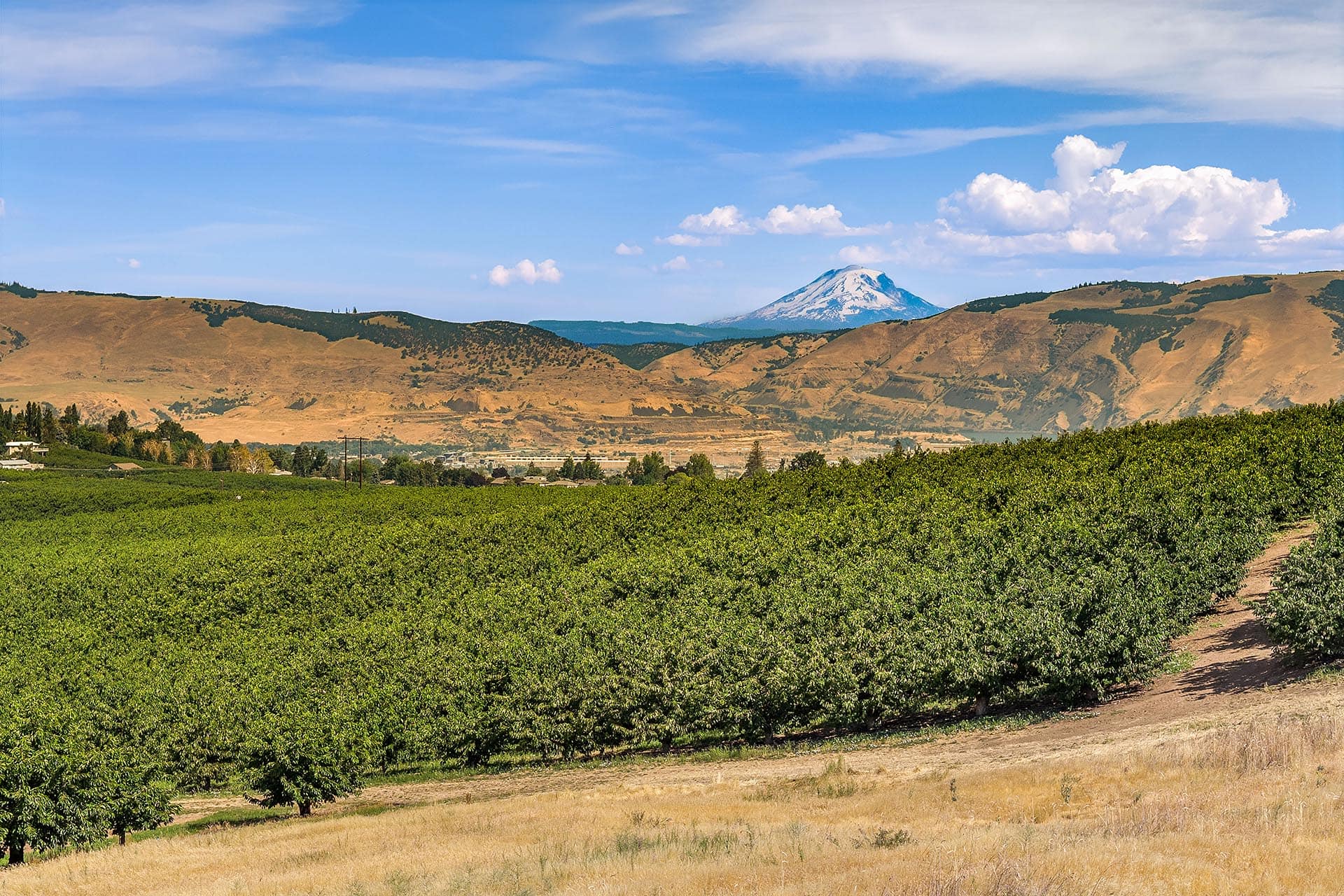 Orchard rows stretch across the foreground with brown hills and a distant snow-capped mountain under a blue sky with clouds.