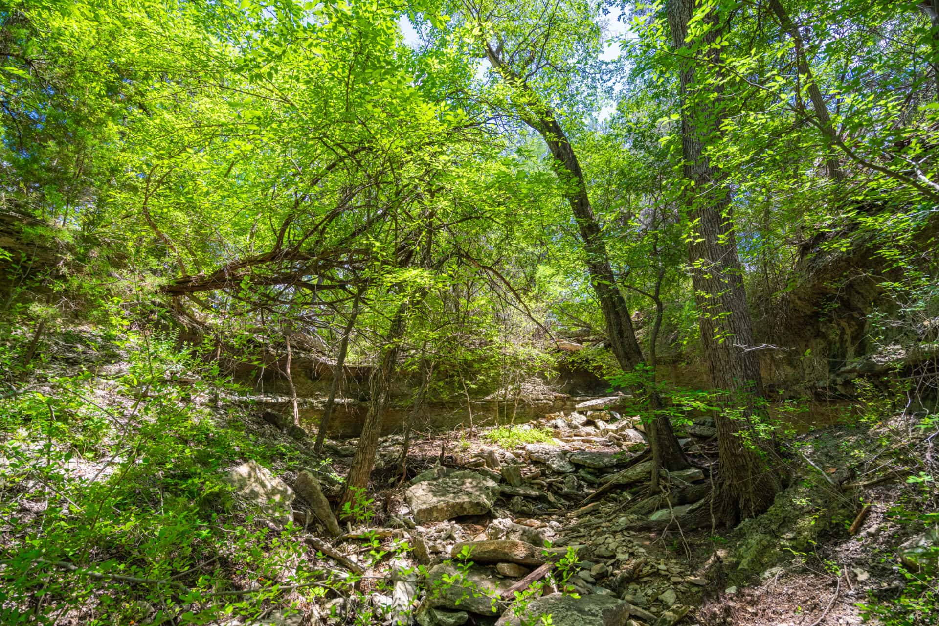 Sunlit forest scene with dense green leaves, trees, and a rocky, uneven ground.