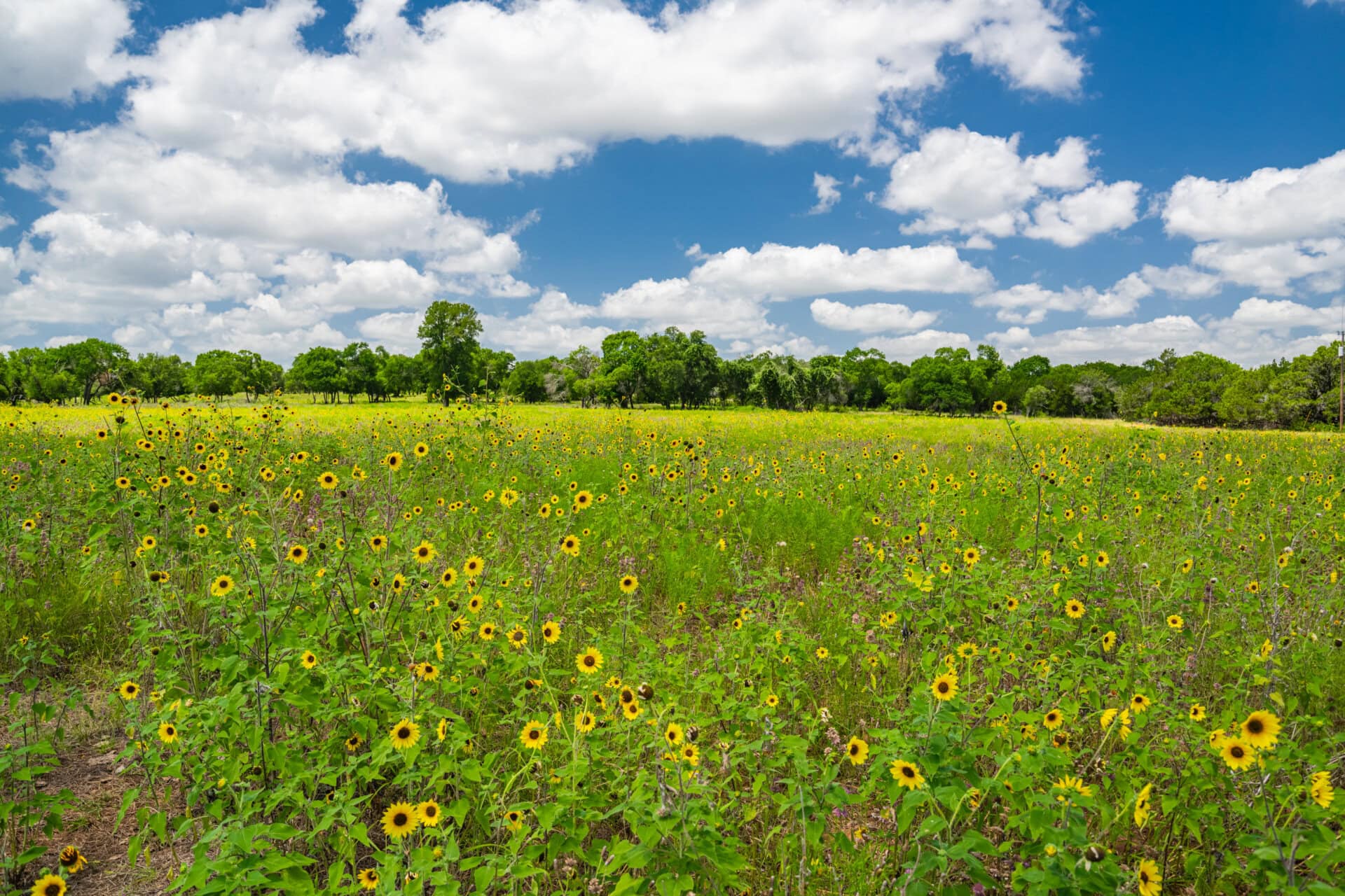 Field of yellow sunflowers under a bright blue sky with white clouds and green trees on the horizon.