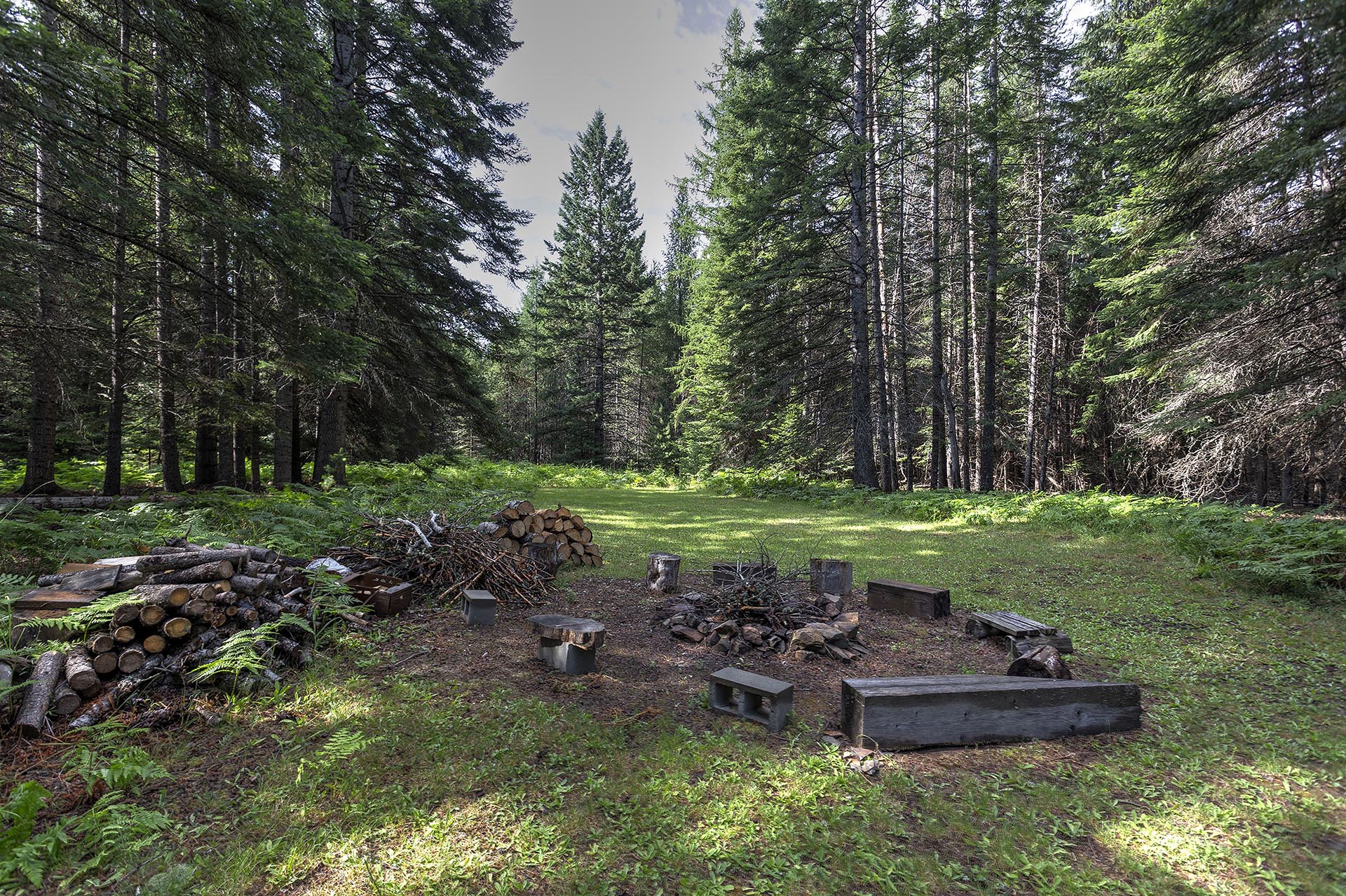 A forest clearing with stacked logs and wood piles in the foreground and tall evergreen trees in the background.