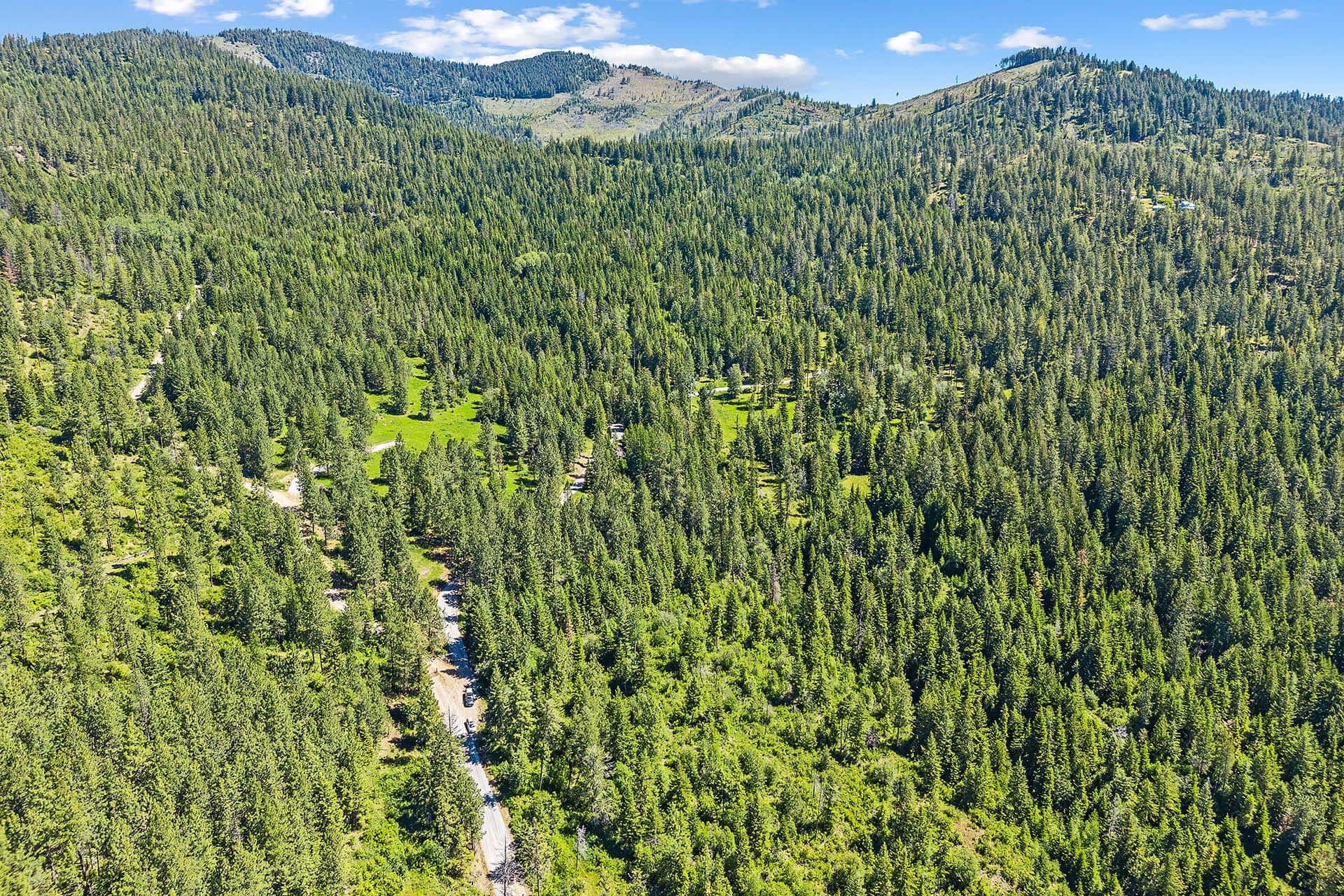 Aerial view of a dense pine forest with a winding road and distant mountains under a blue sky, daytime.