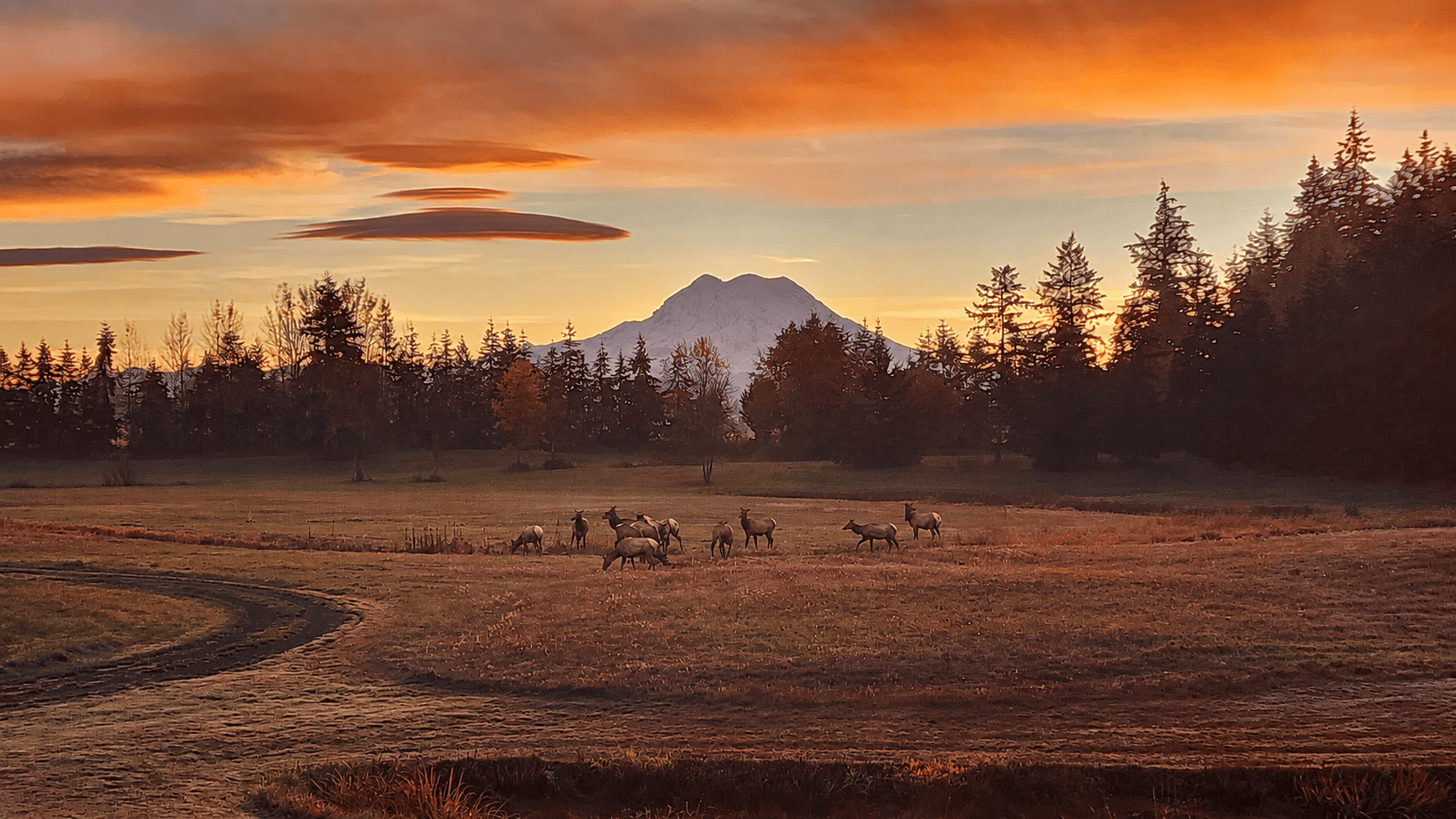 scenic herd of elk washington still water retreat