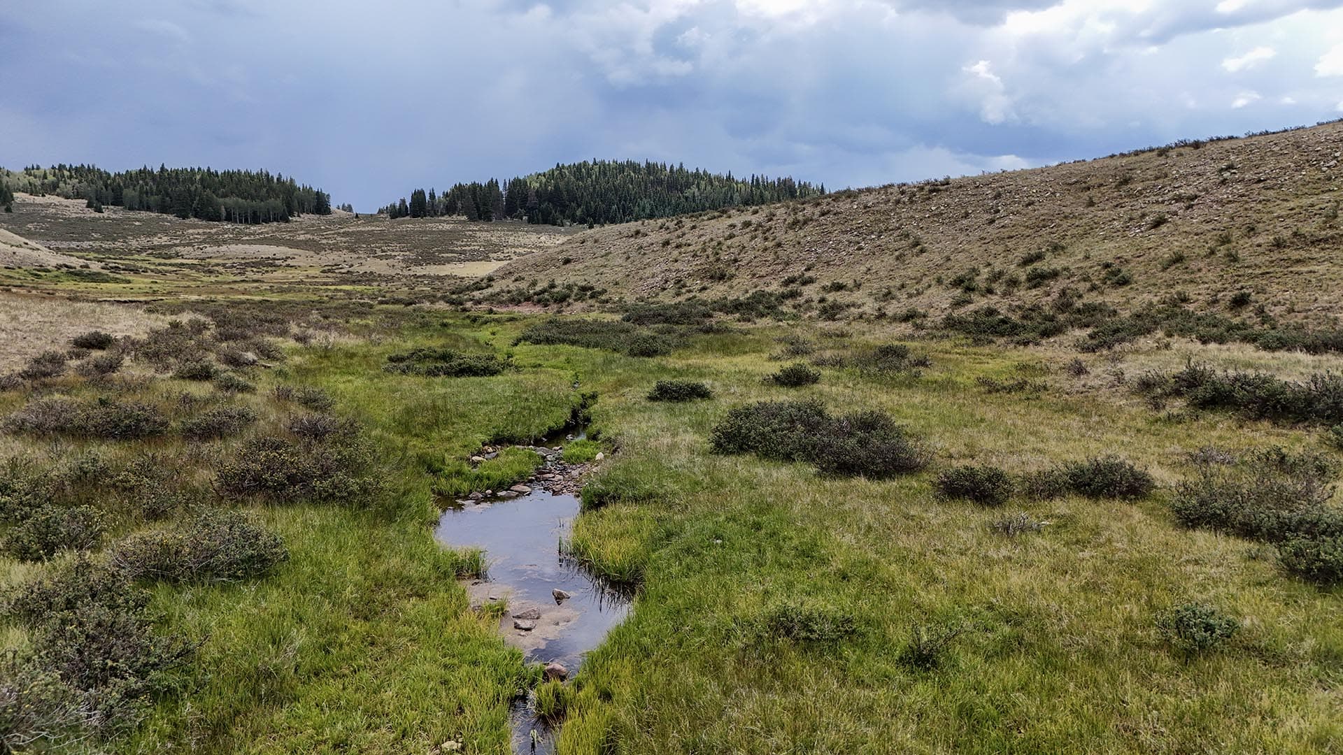 Wide grassy valley with low shrubs, a narrow stream winding through, and hills with a tree line under a cloudy sky in the distance