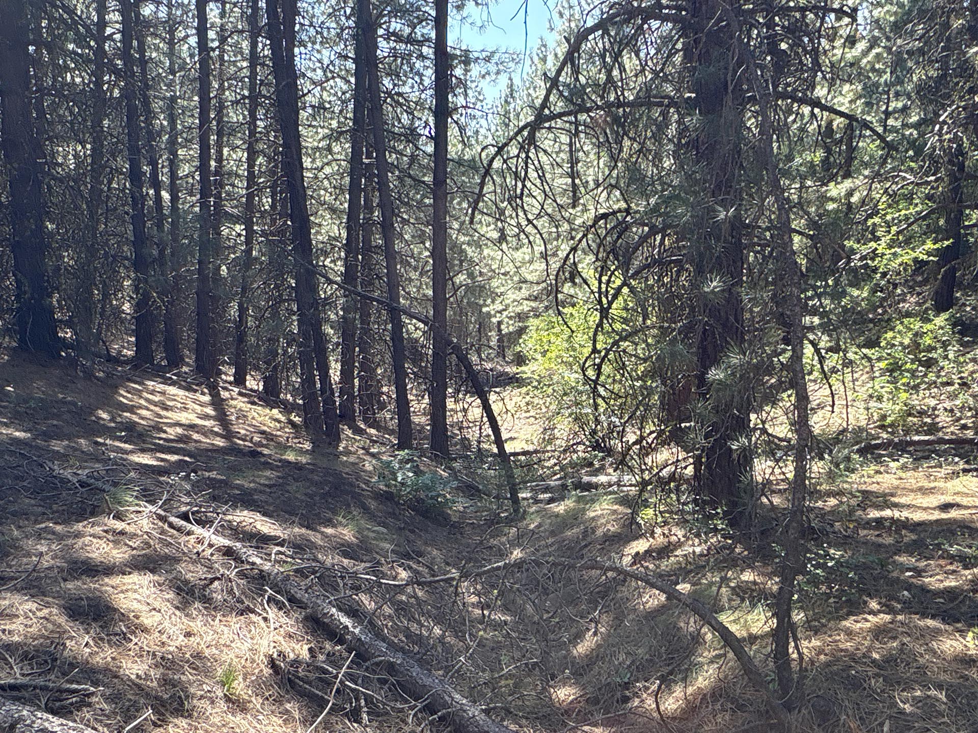shaded forest deadfall trail idaho mountain land and lots