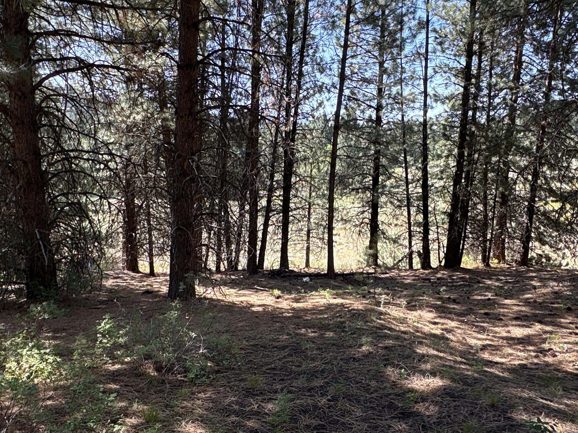shaded tall pine grove idaho mountain land and lots