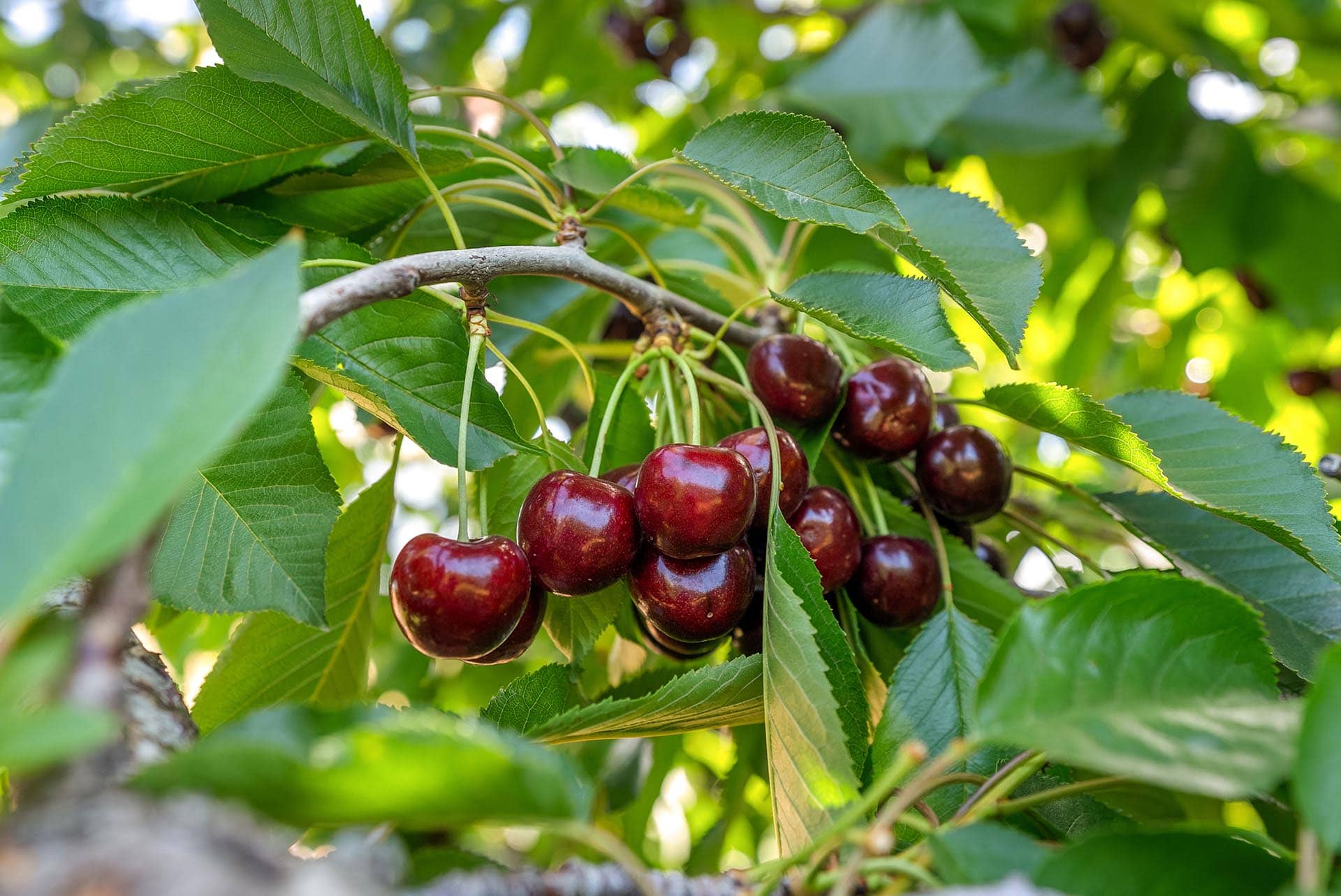 Cluster of ripe dark red cherries hanging from a branch among glossy green leaves in sunlight.