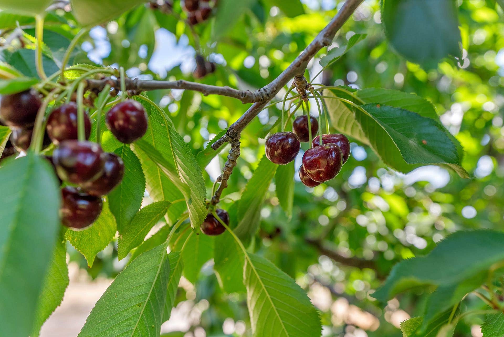 Ripe dark red cherries hanging from a tree branch among bright green leaves in sunlight, ready to pick.