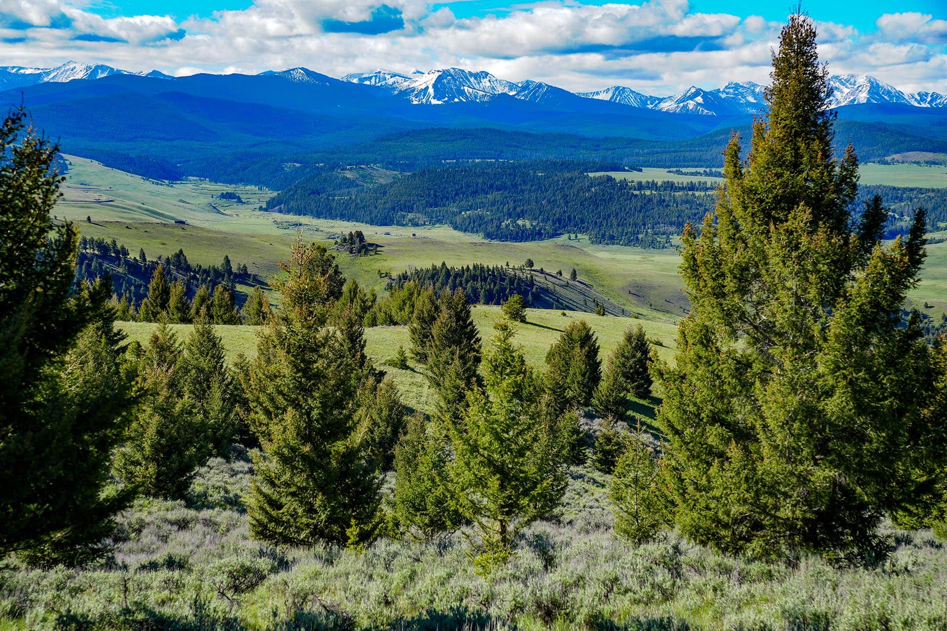 Snow-capped mountains over a pine forest and grassy valley under a partly cloudy blue sky.