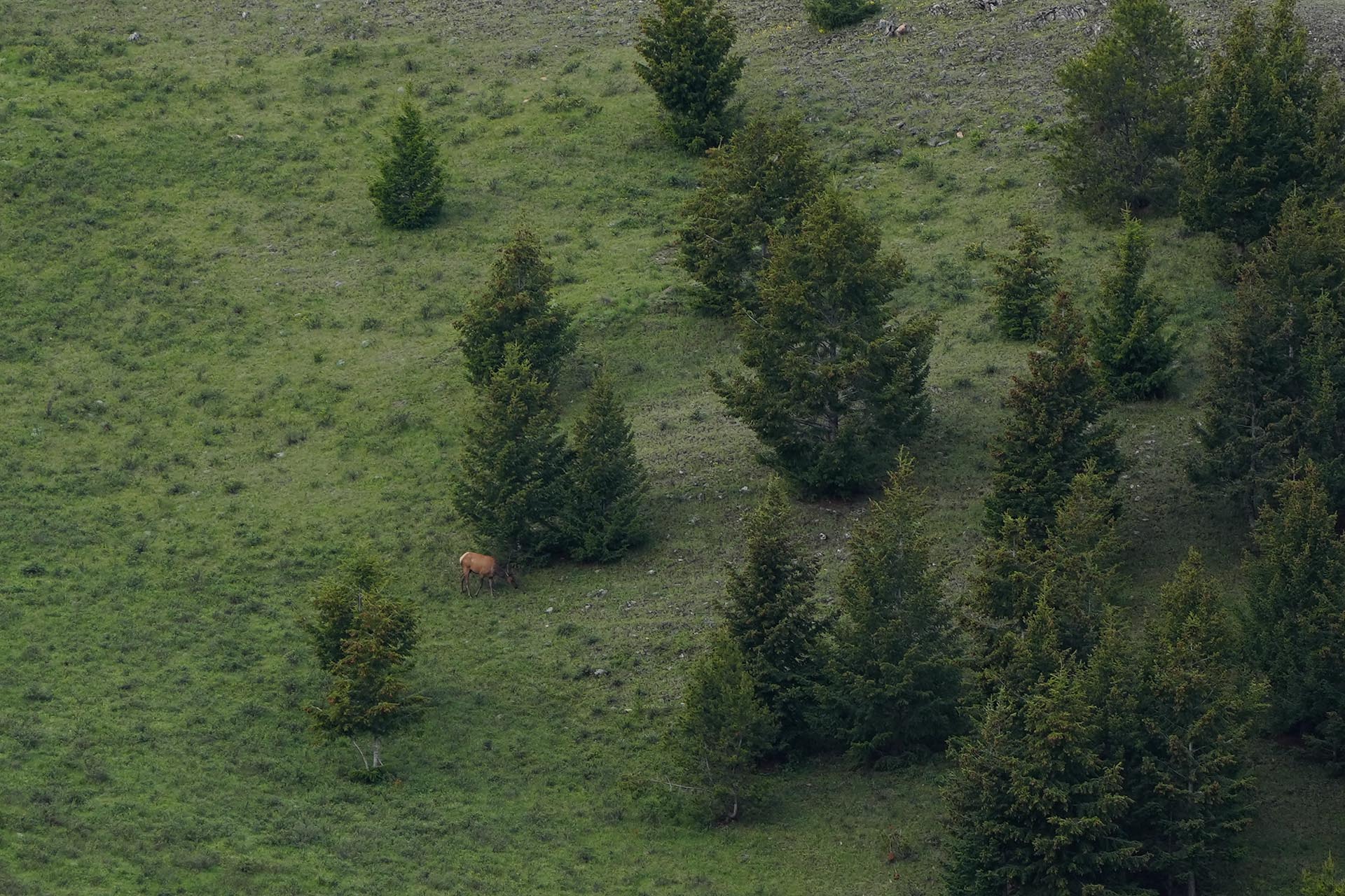 sporting ranch montana hunting j ranch