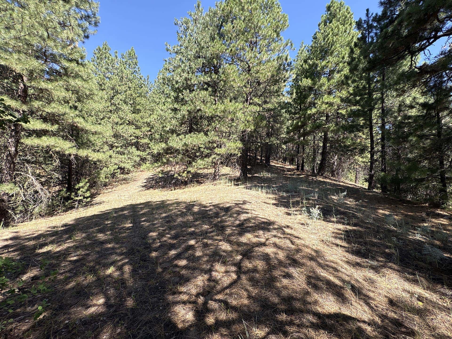sunlit pine trail clearing idaho mountain land and lots