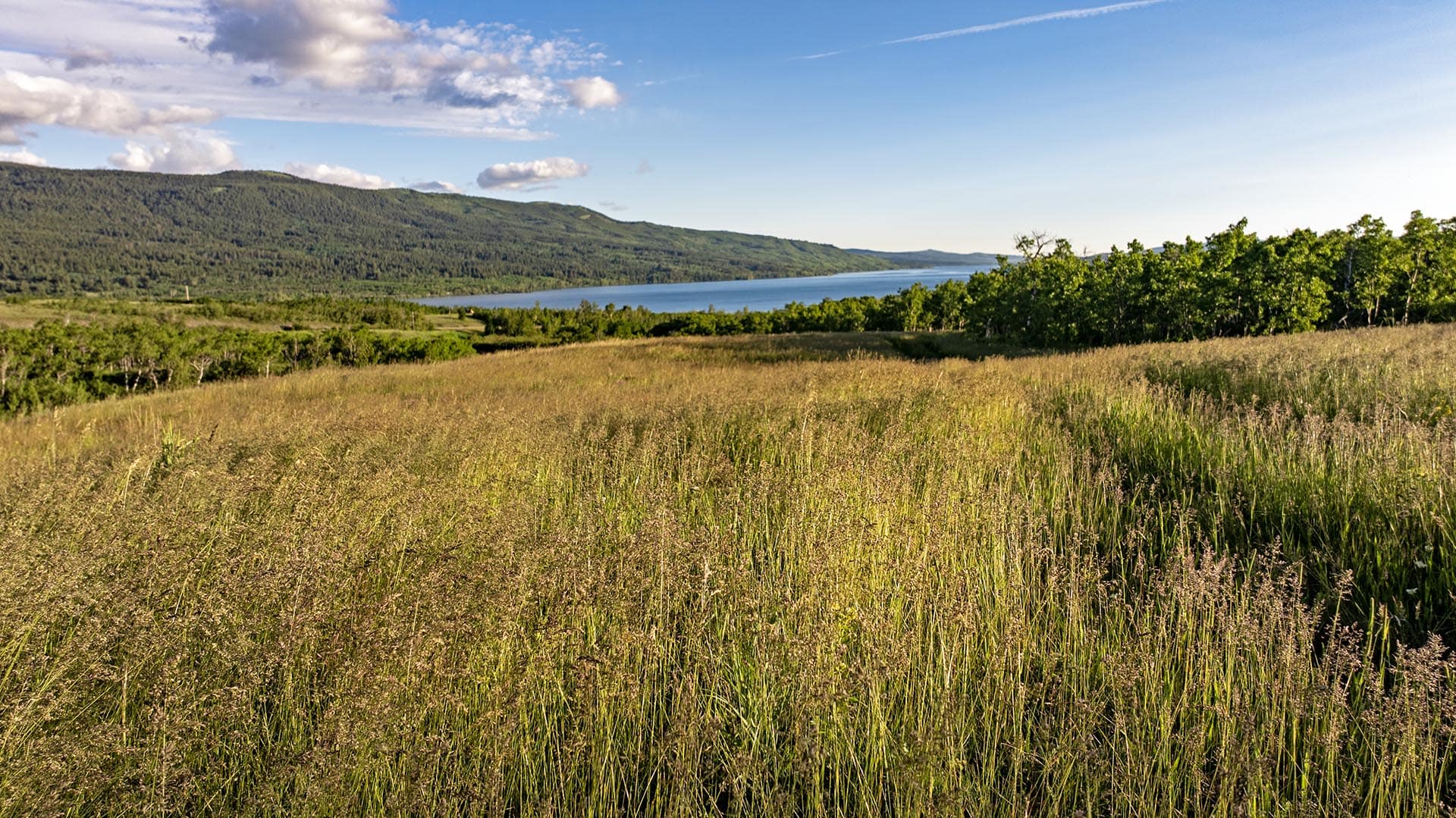 tall grass meadow land montana st. mary overlook