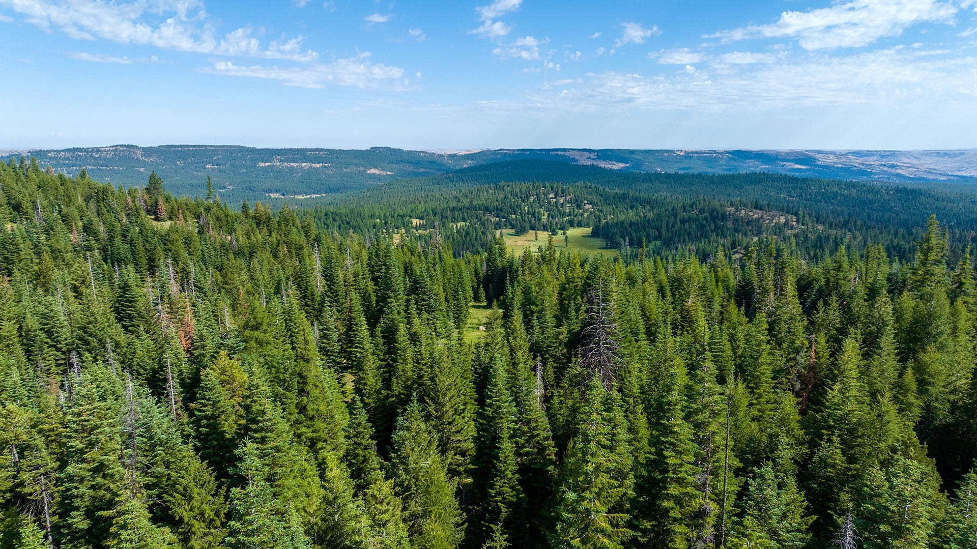 Aerial view of a dense evergreen forest with rolling hills under a clear blue sky and distant mountains on the horizon.