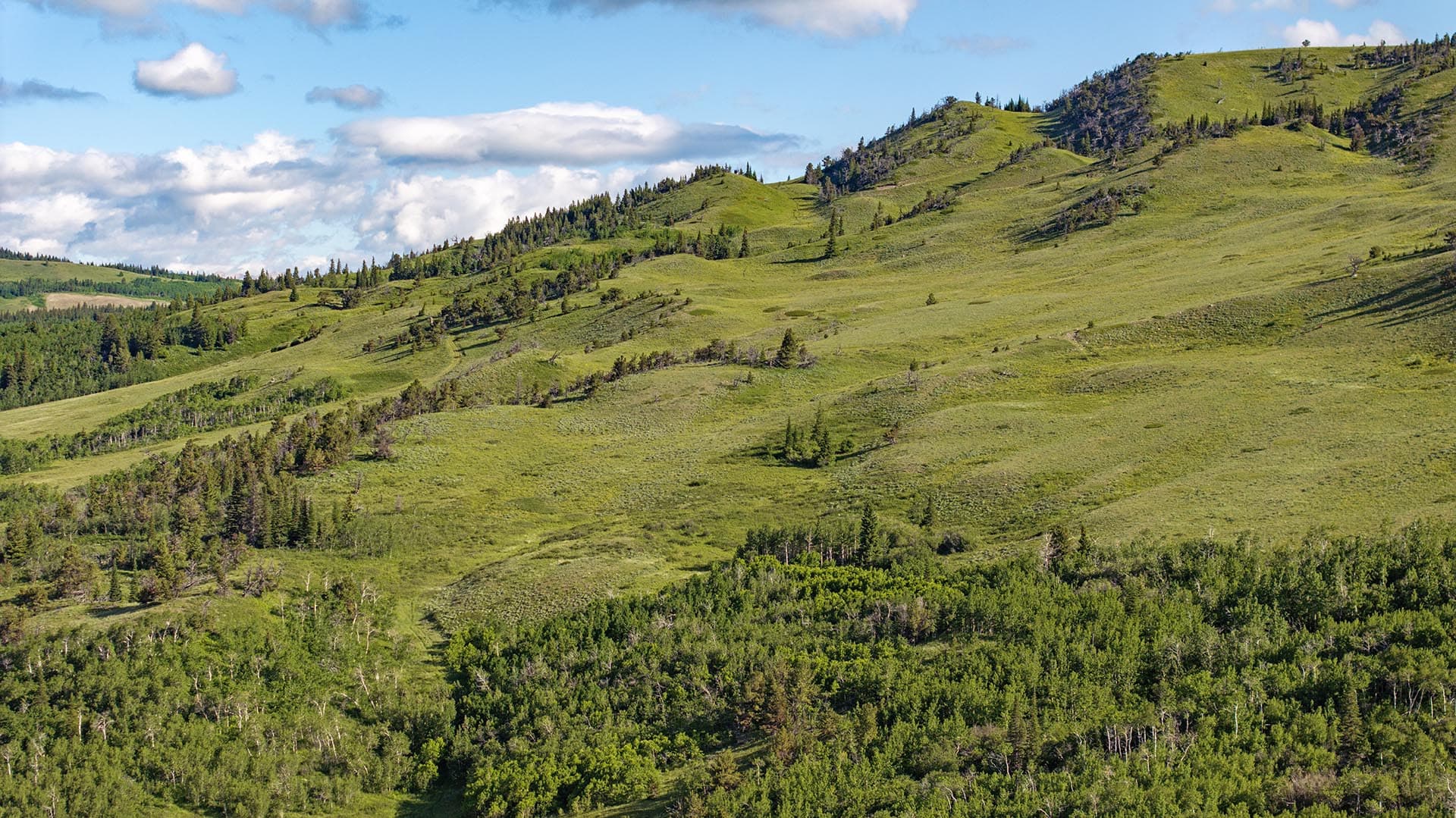 timbered hillside land montana cutbank creek fishing retreat