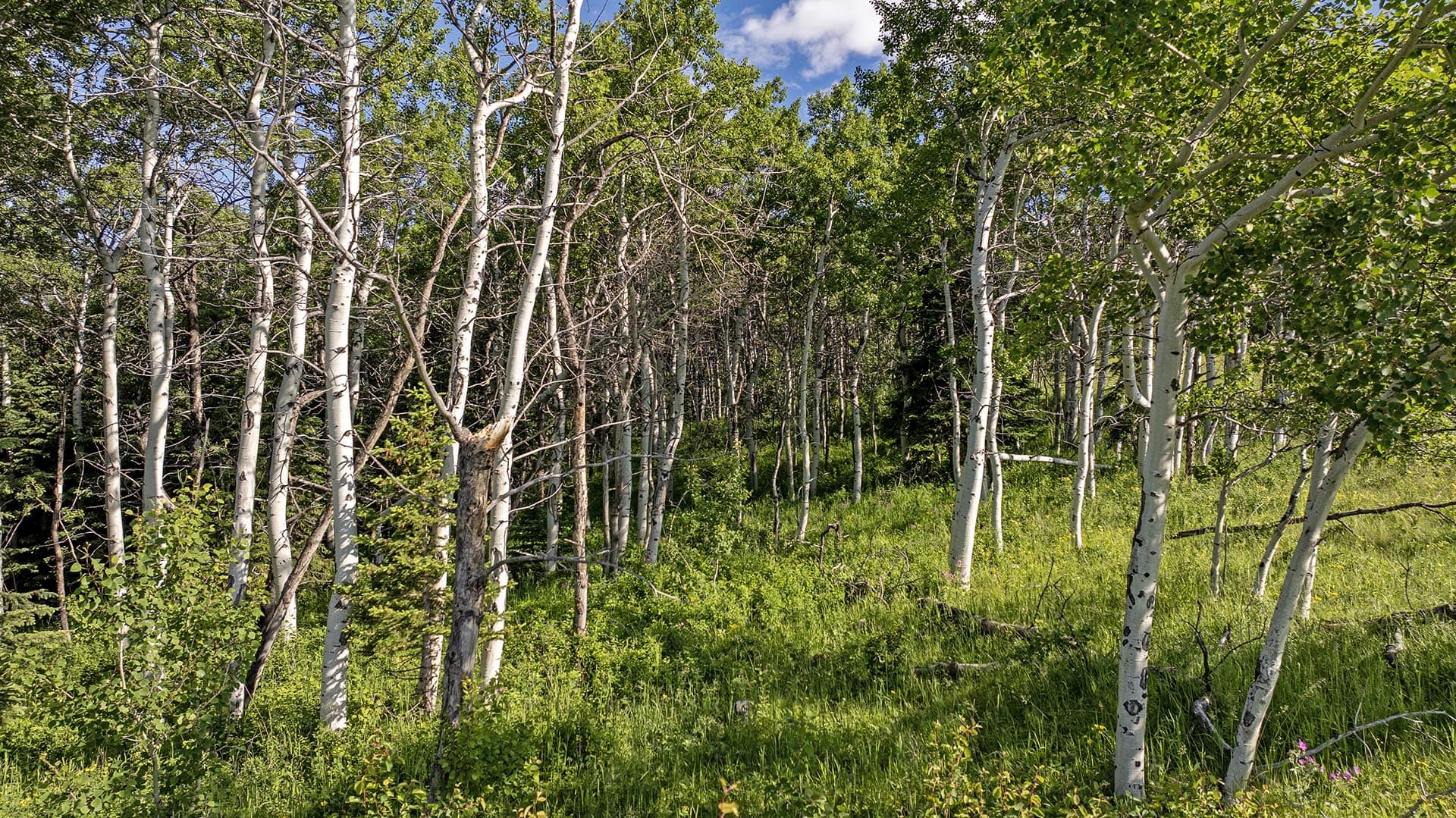 timbered land montana cutbank creek fishing retreat