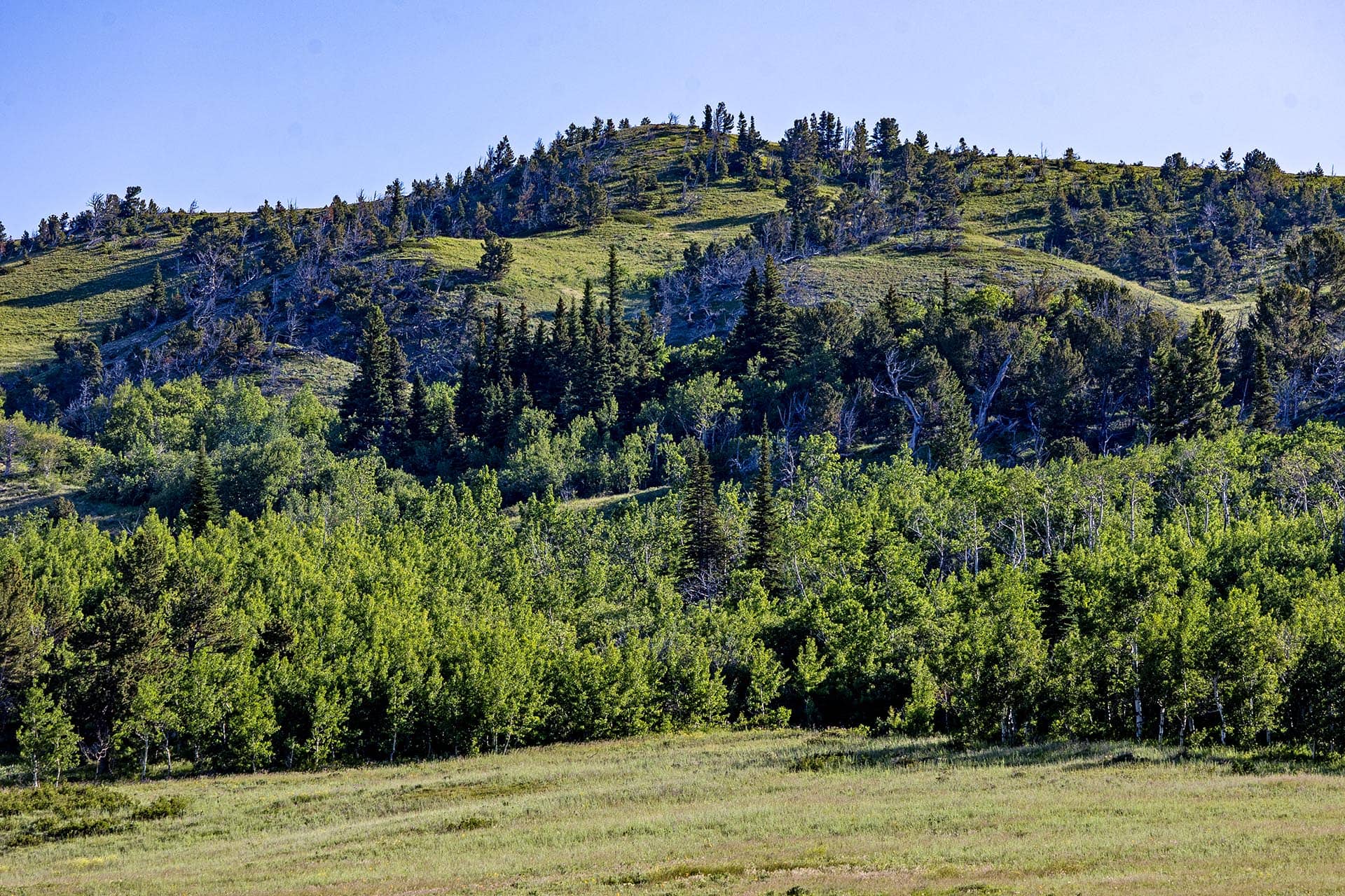 timbered mountain land for sale montana cutbank creek fishing retreat