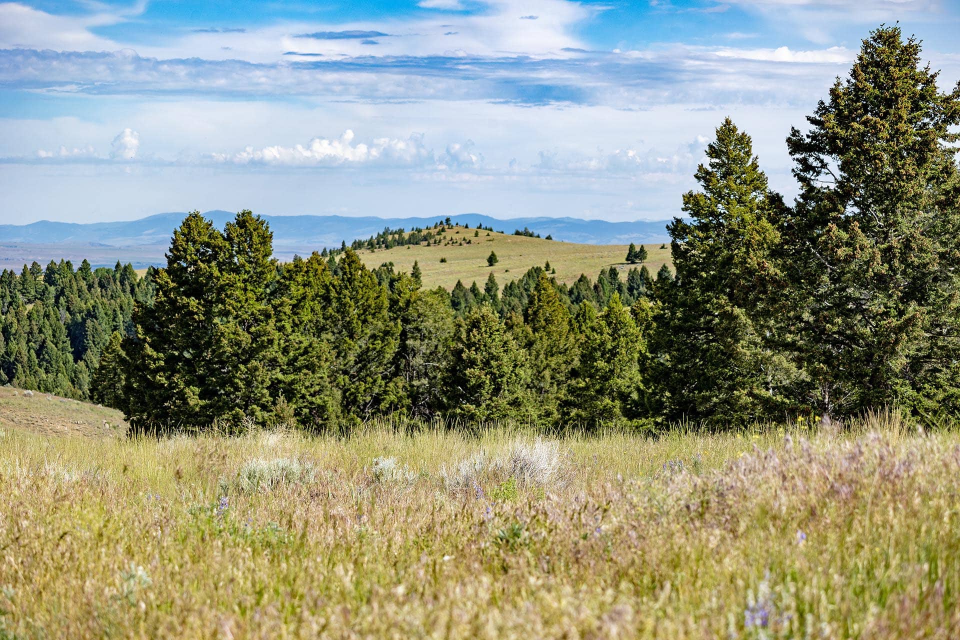 timbered property with natural vegetation land montana spotted dog retreat