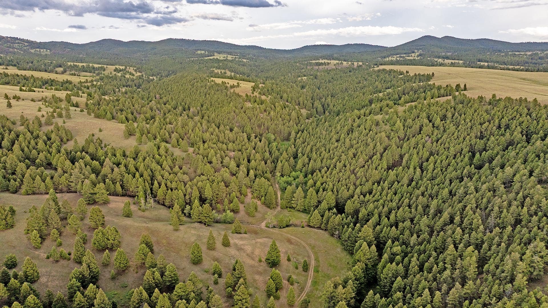 timbered recreational land for sale montana spotted dog retreat