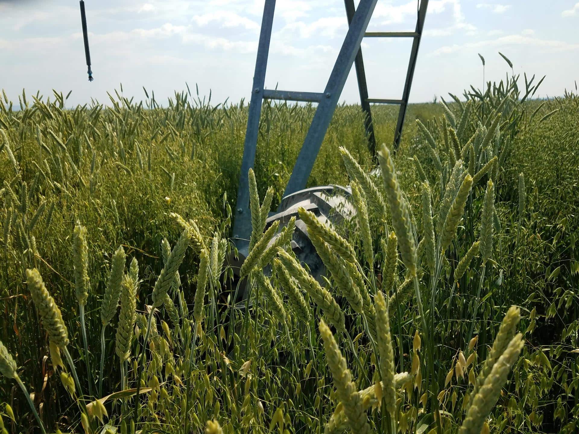 triticale crop oregon bar y ranch & pivots