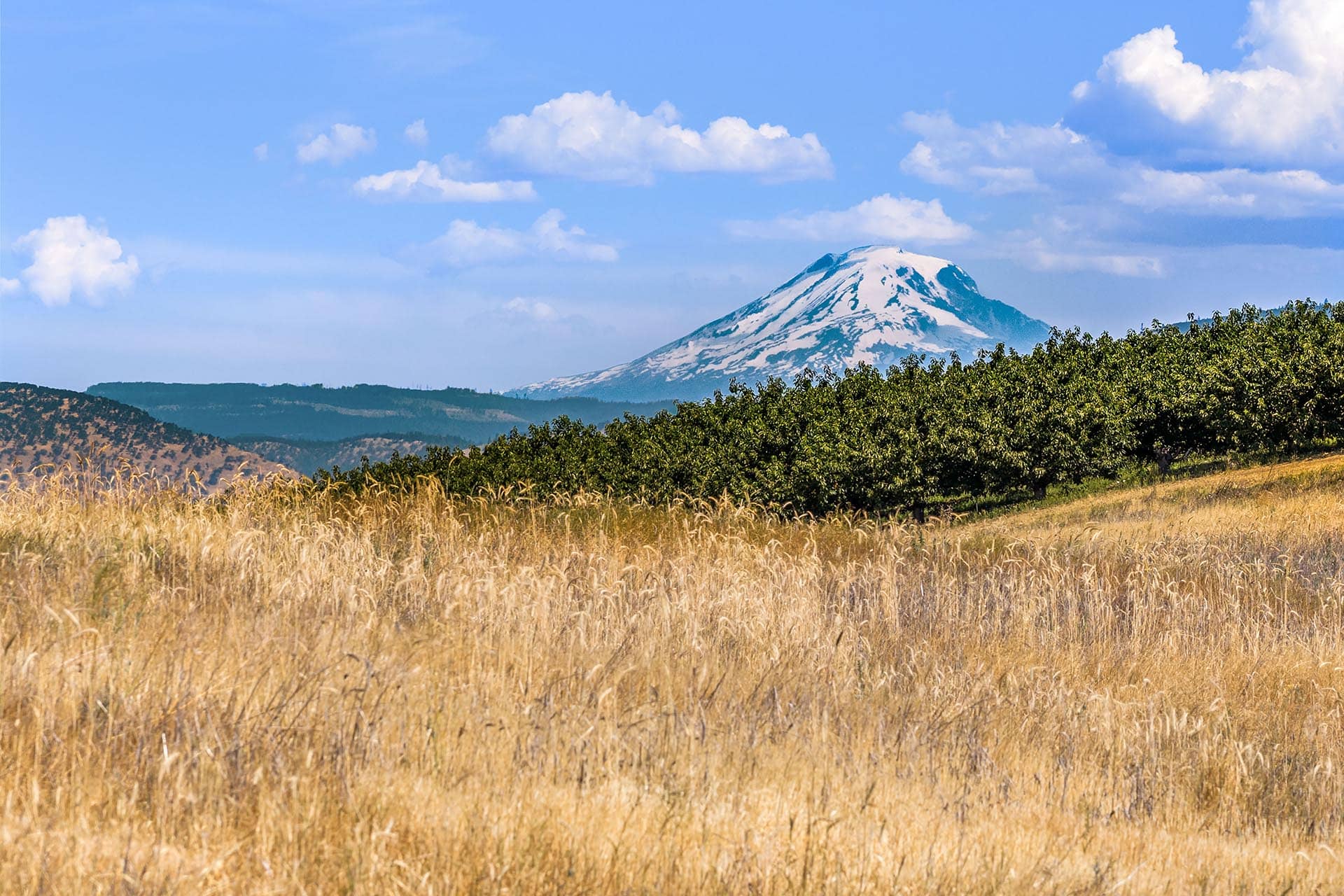 Snow-capped mountain rising above a golden field with a line of green shrubs under a blue sky with fluffy clouds.