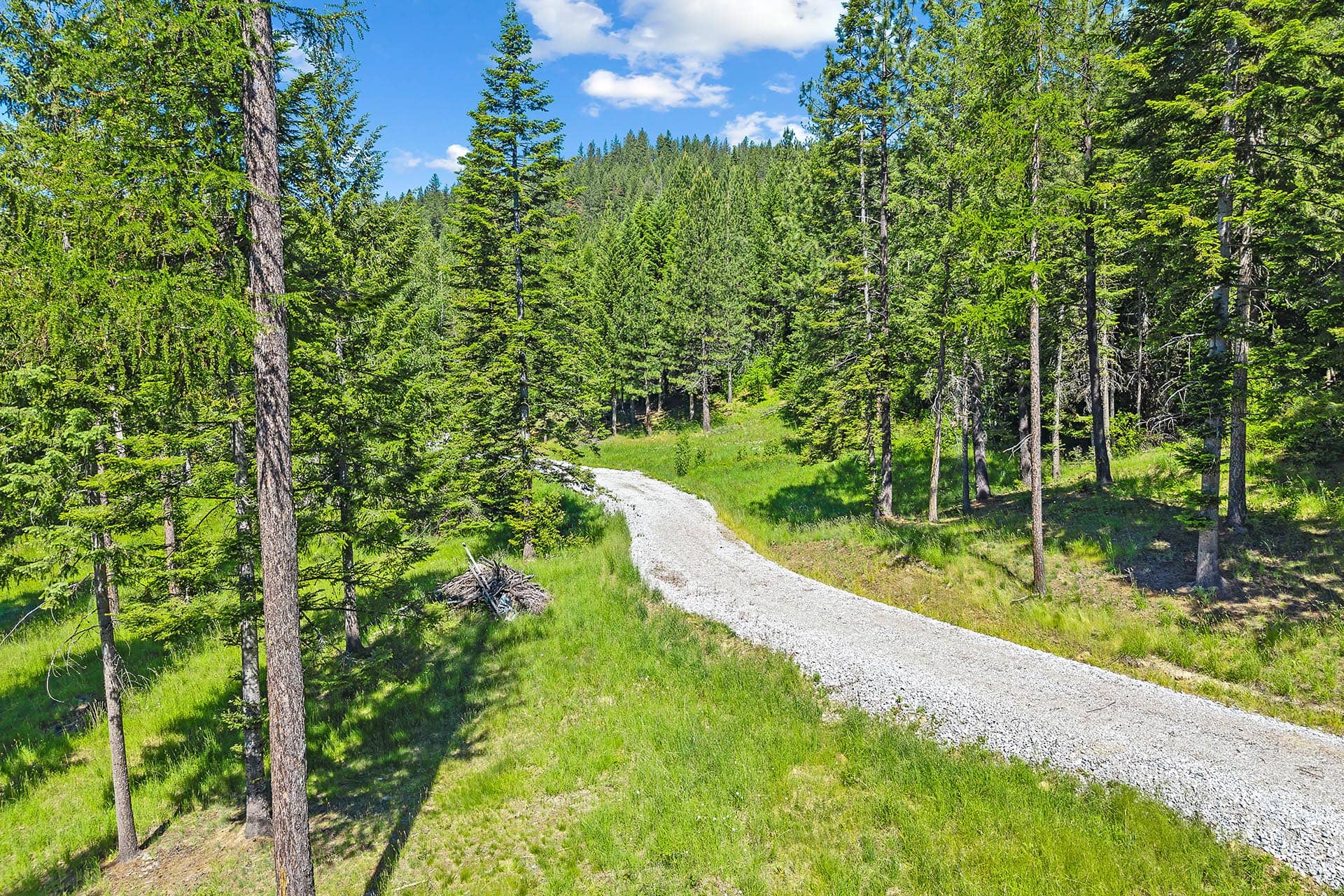 Gravel path winding through a sunlit pine forest under a bright blue sky.