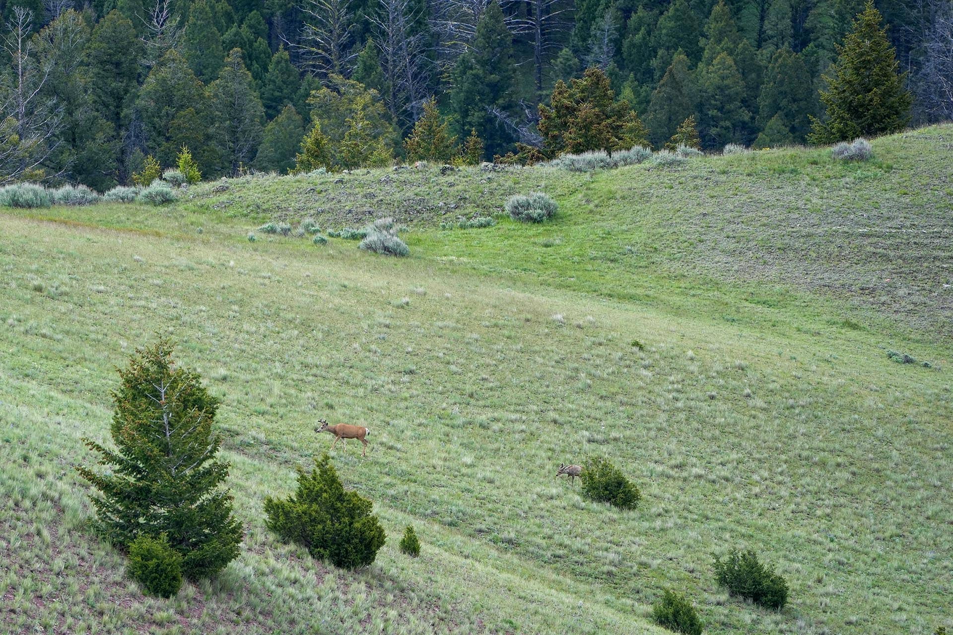 whitetail buck montana running j ranch