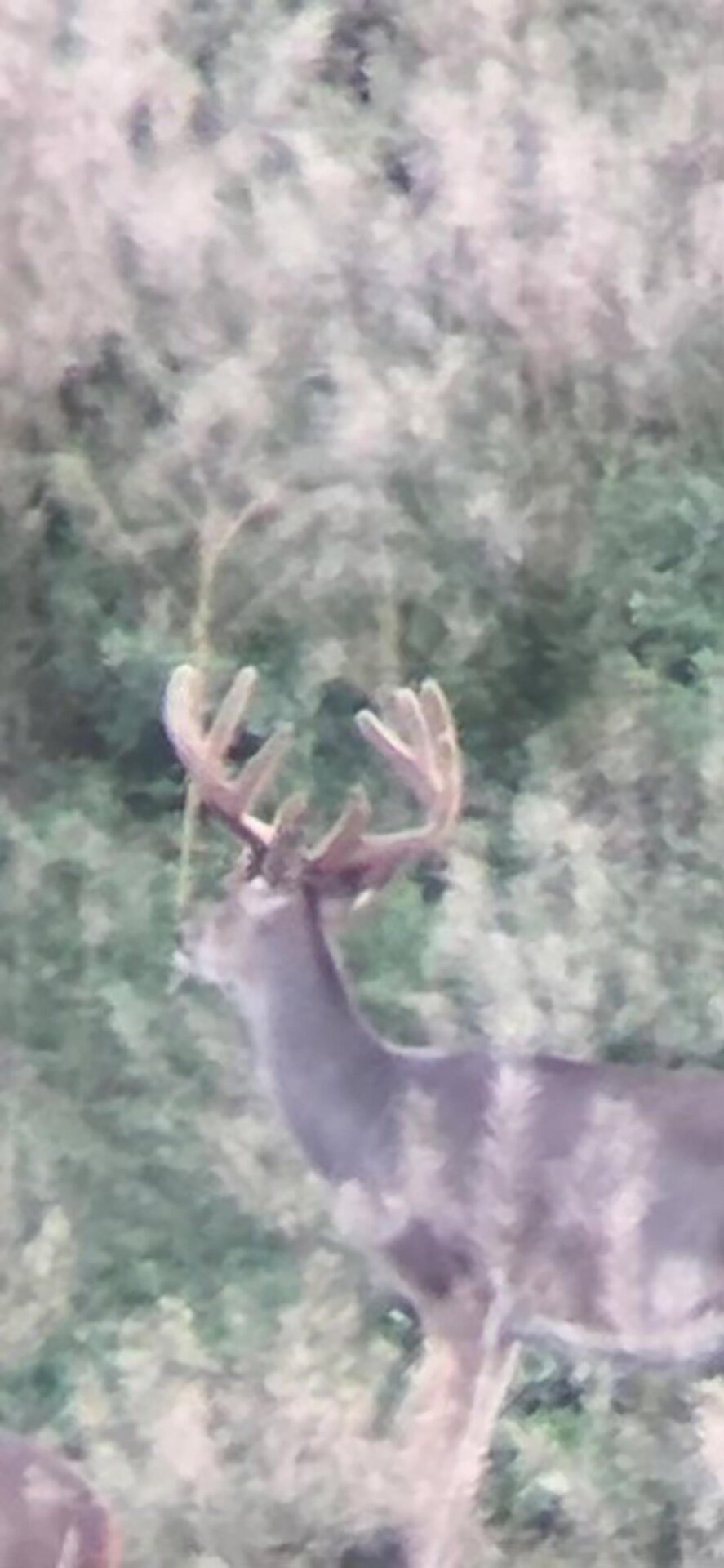 whitetail deer montana yellowstone trail river ranch