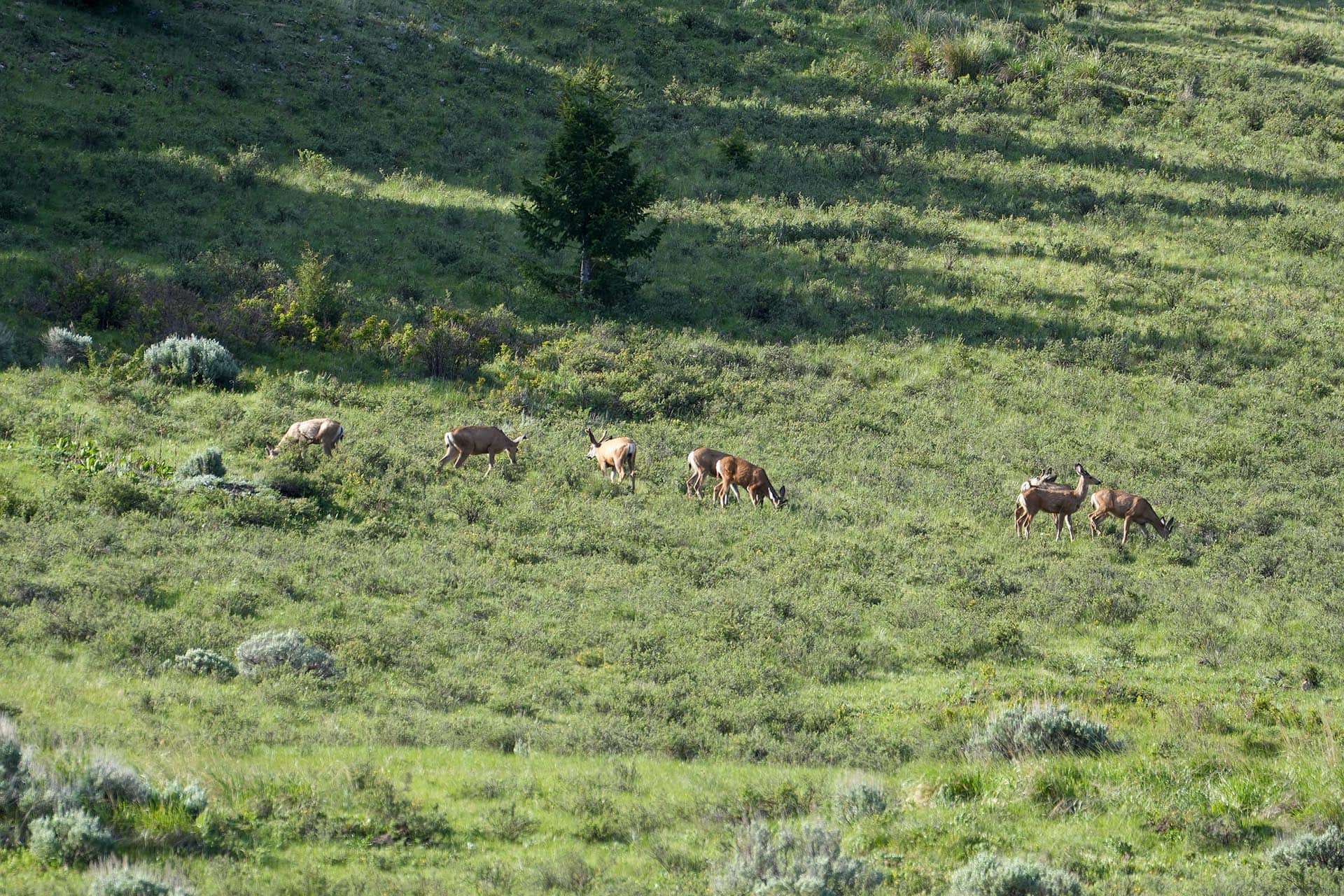 whitetail montana running j ranch