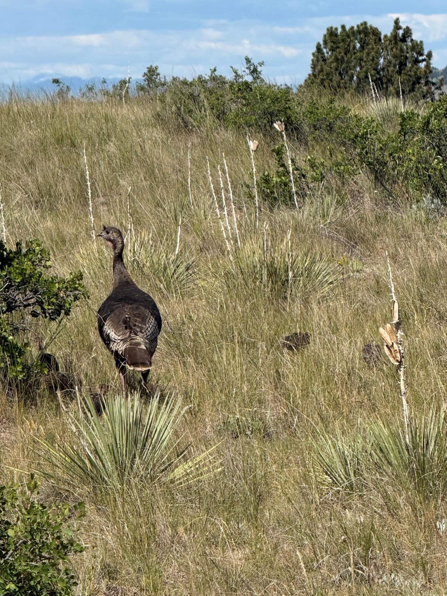 wild turkey hunting montana yellowstone trail river ranch