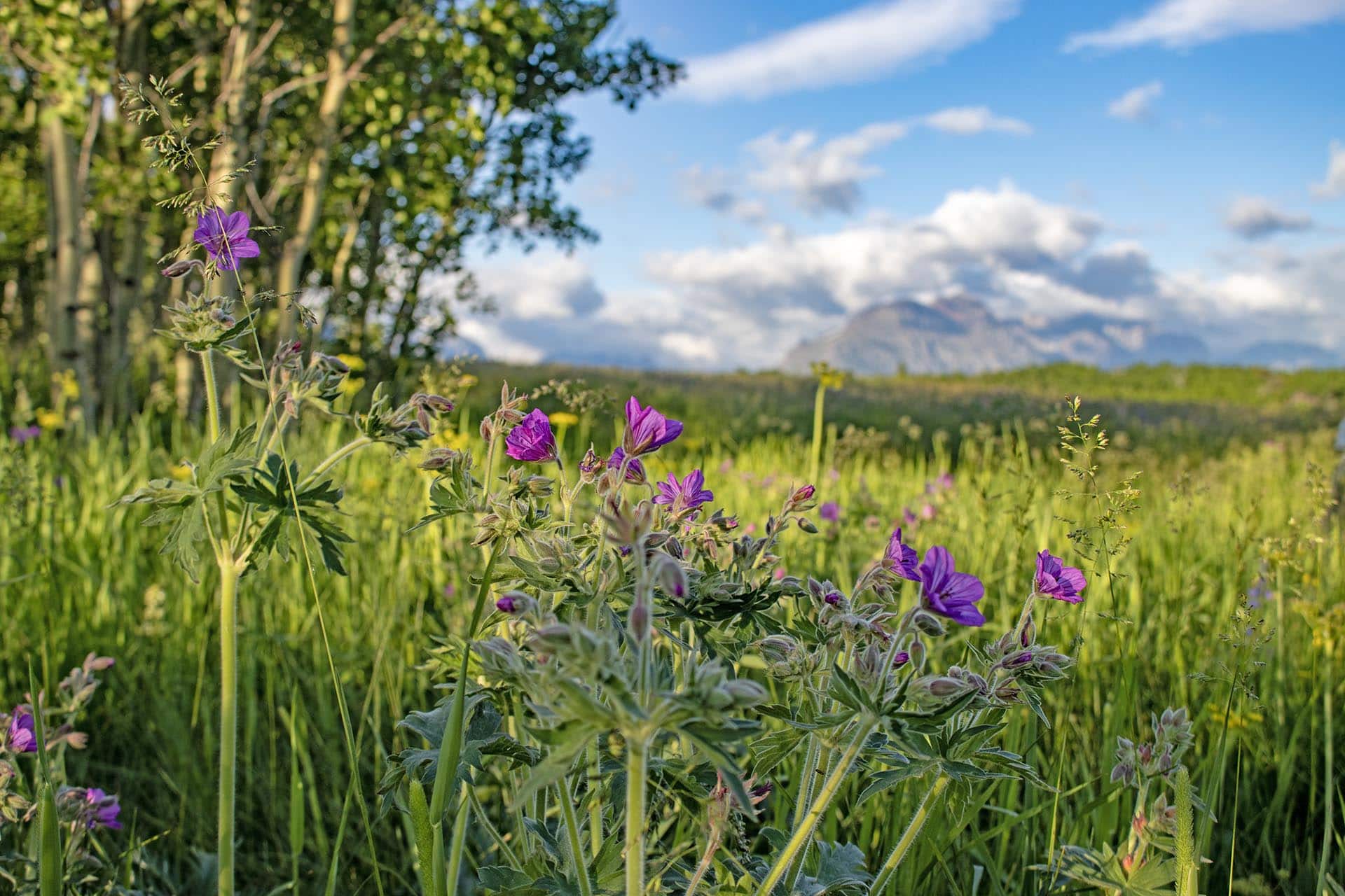 wildflower field property for sale montana st. mary overlook
